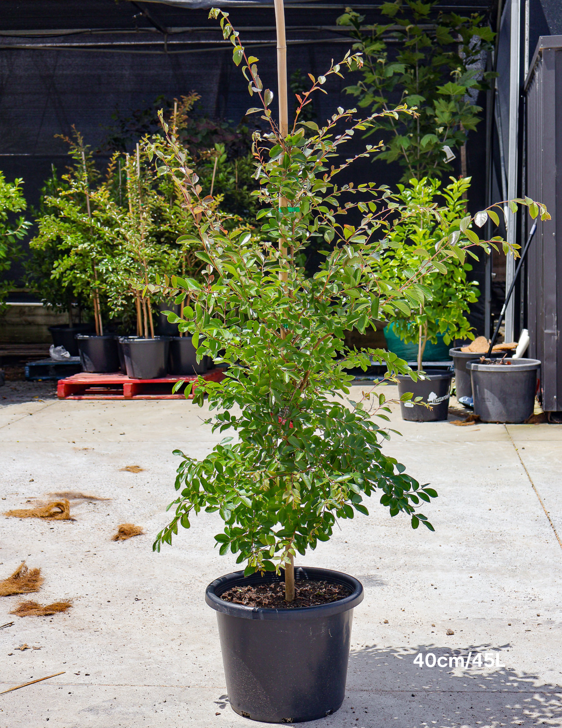 Lagerstroemia indica 'Acoma' - Dwarf White Crepe Myrtle - Evergreen Trees Direct