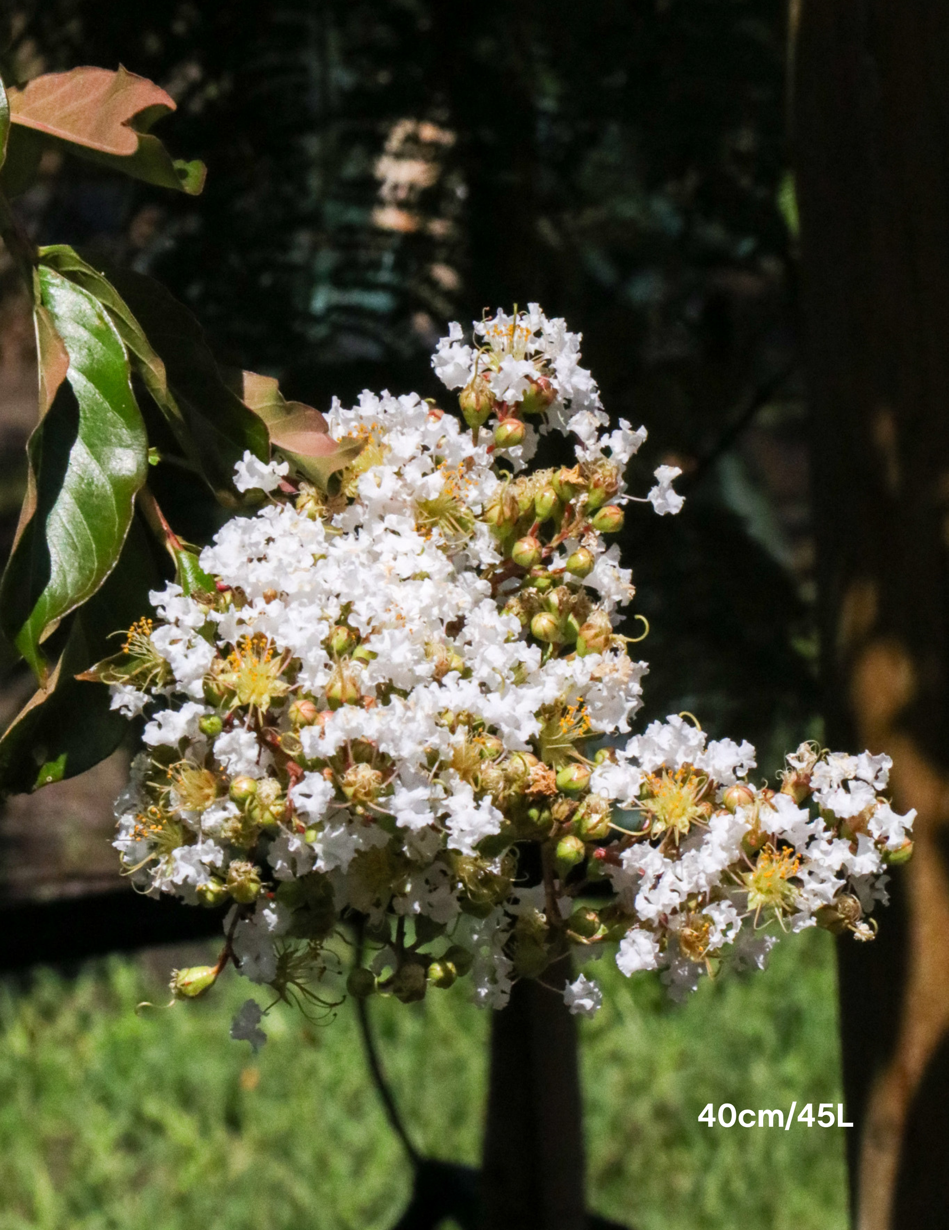 Lagerstroemia indica 'Acoma' - Dwarf White Crepe Myrtle - Evergreen Trees Direct