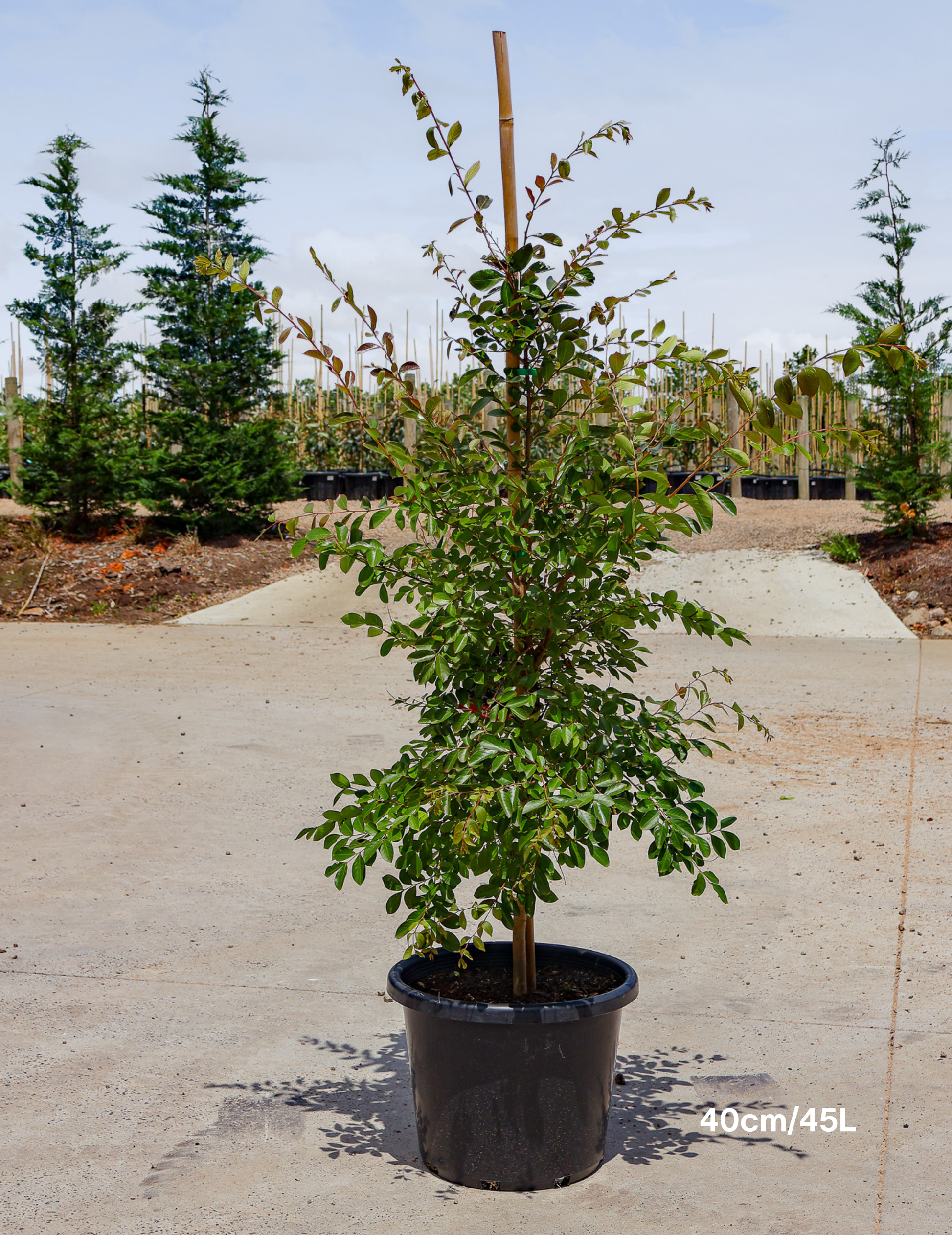 Lagerstroemia indica 'Acoma' - Dwarf White Crepe Myrtle - Evergreen Trees Direct