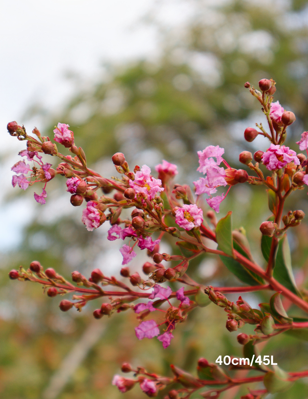 Lagerstroemia indica 'Biloxi' - Crepe Myrtle - Evergreen Trees Direct