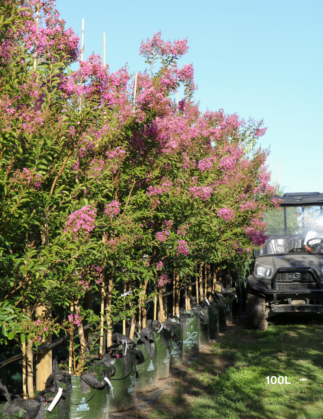 Lagerstroemia indica 'Lipan' (Soft Pink) - Evergreen Trees Direct