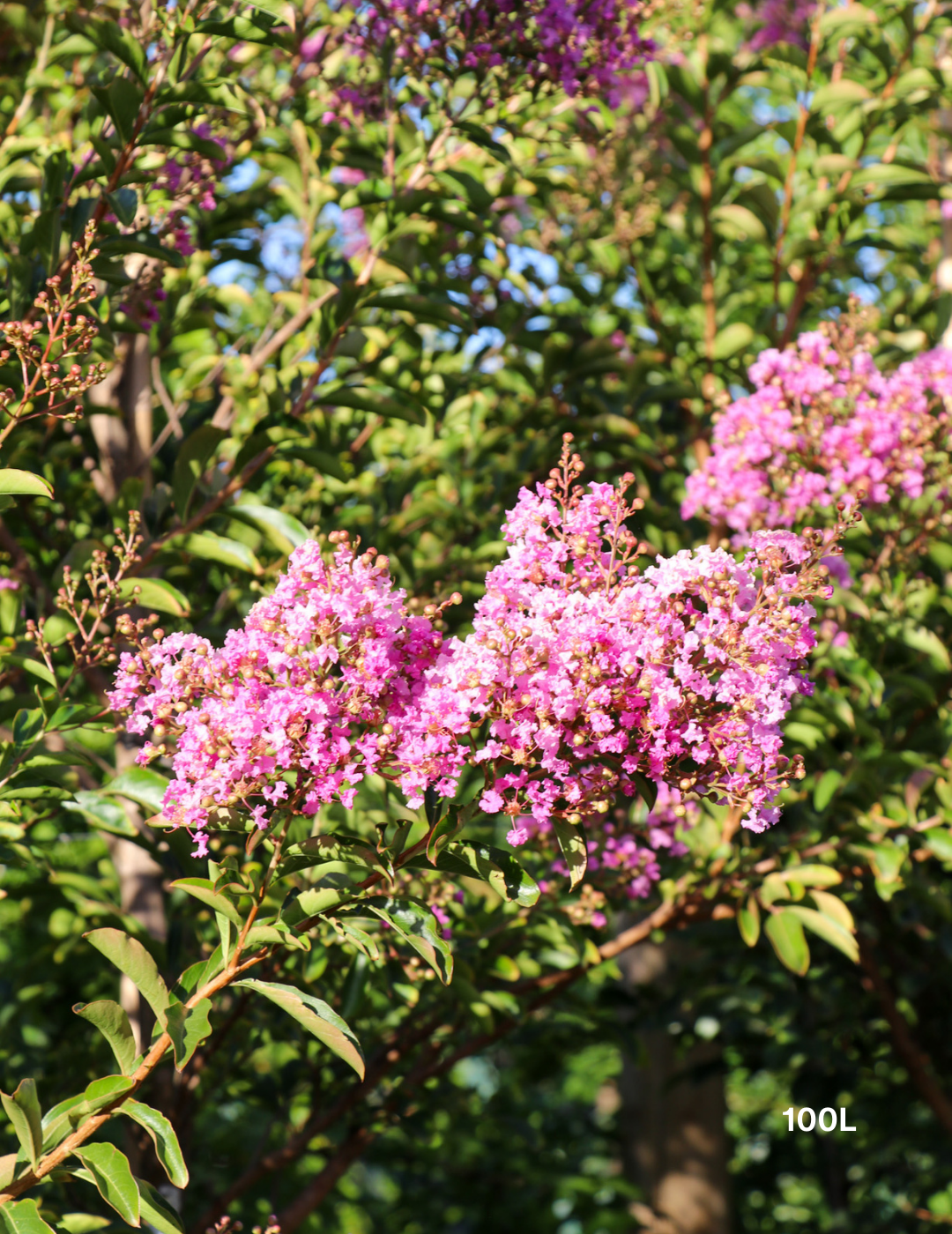 Lagerstroemia indica 'Lipan' (Soft Pink) - Evergreen Trees Direct