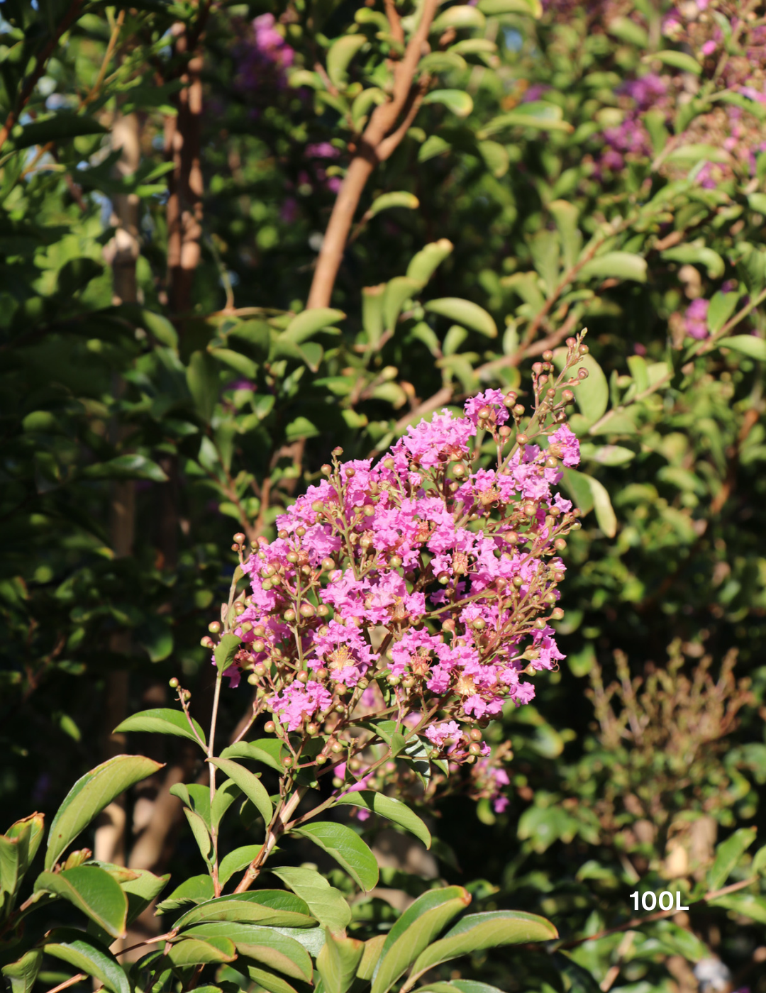 Lagerstroemia indica 'Lipan' (Soft Pink) - Evergreen Trees Direct