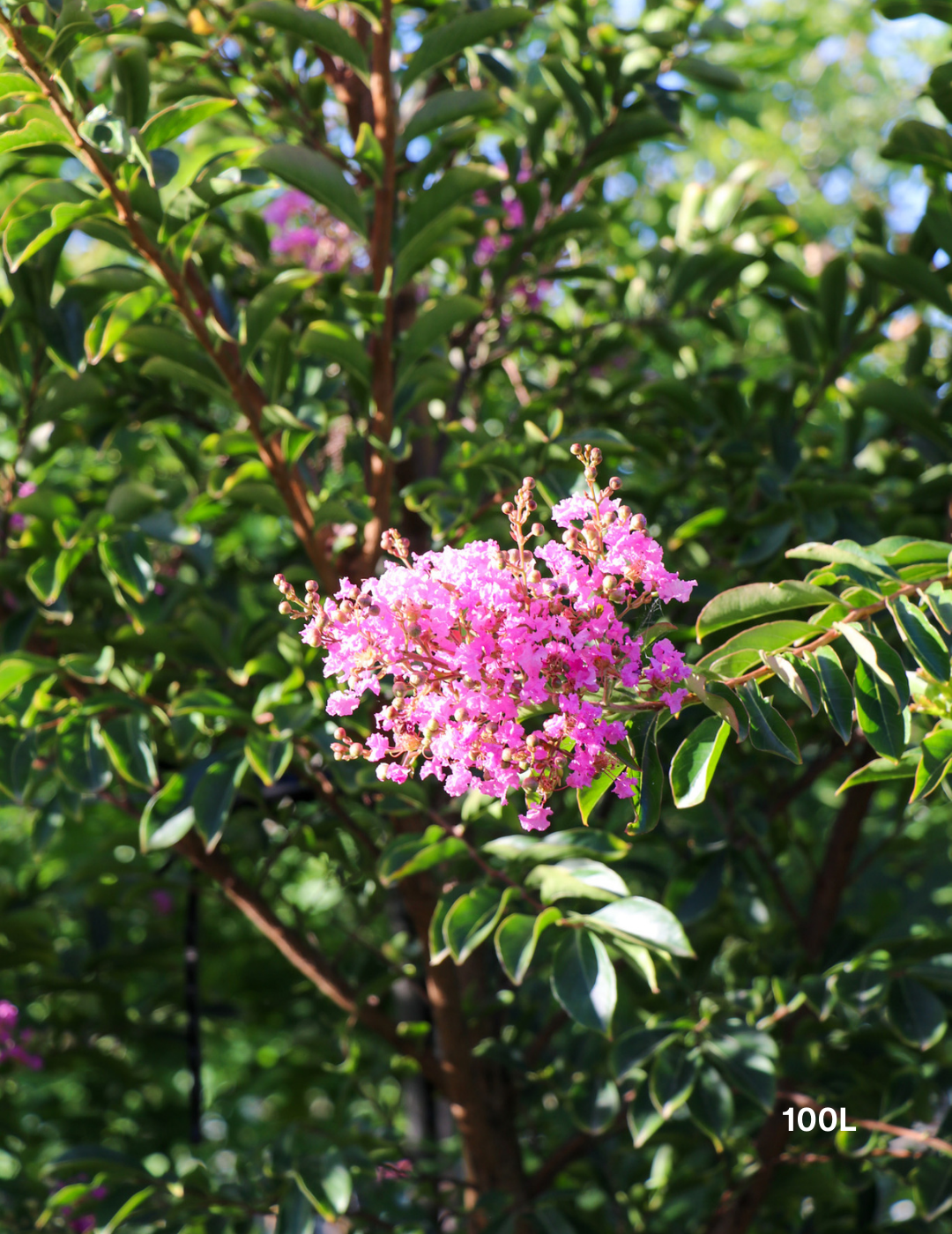 Lagerstroemia indica 'Lipan' (Soft Pink) - Evergreen Trees Direct