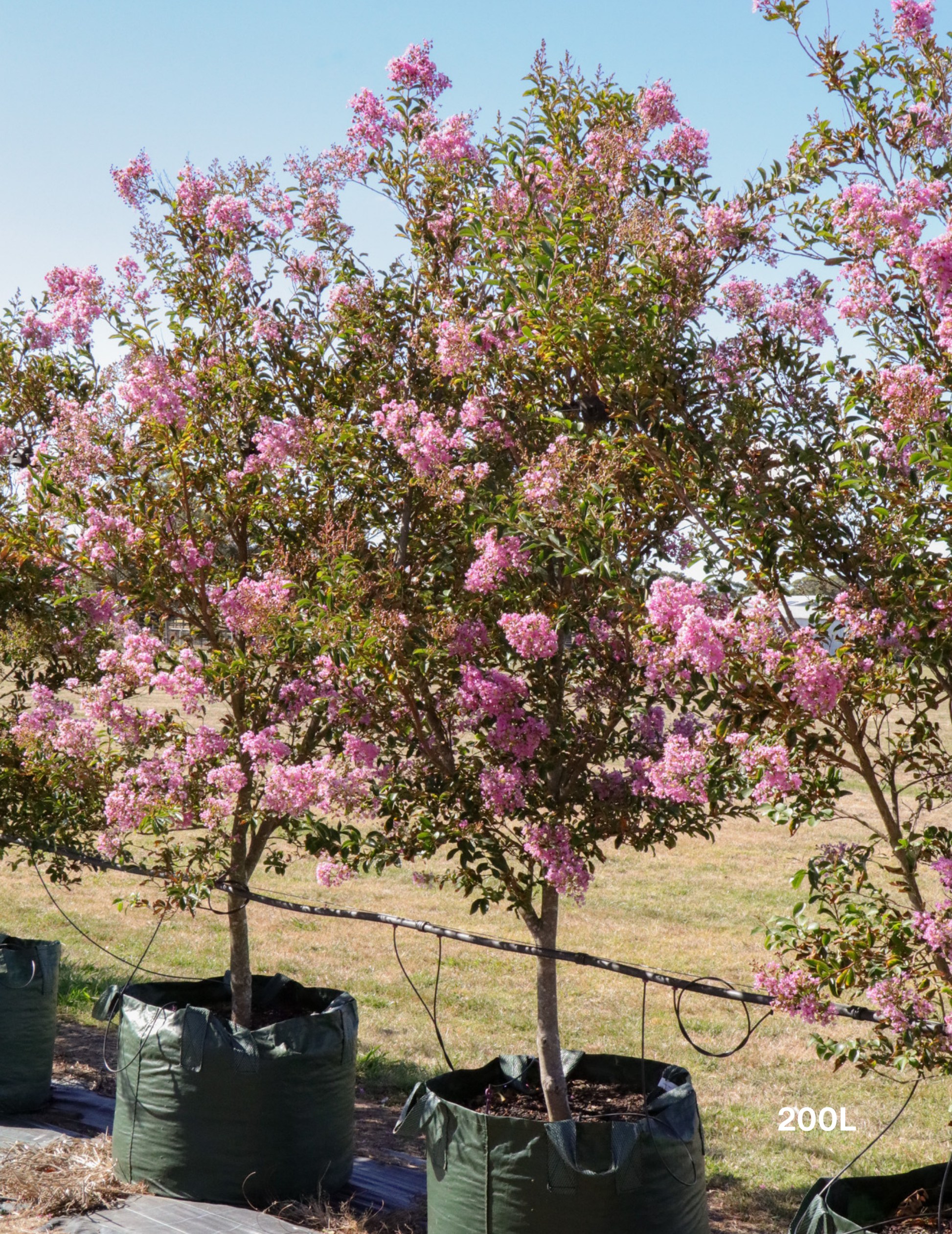 Lagerstroemia indica 'Lipan' (Soft Pink) - Evergreen Trees Direct