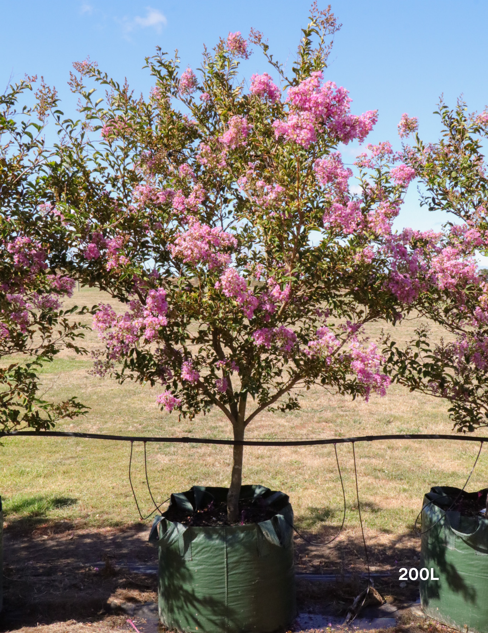 Lagerstroemia indica 'Lipan' (Soft Pink) - Evergreen Trees Direct