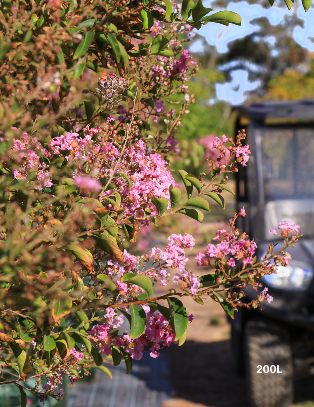 Lagerstroemia indica 'Lipan' (Soft Pink) - Evergreen Trees Direct