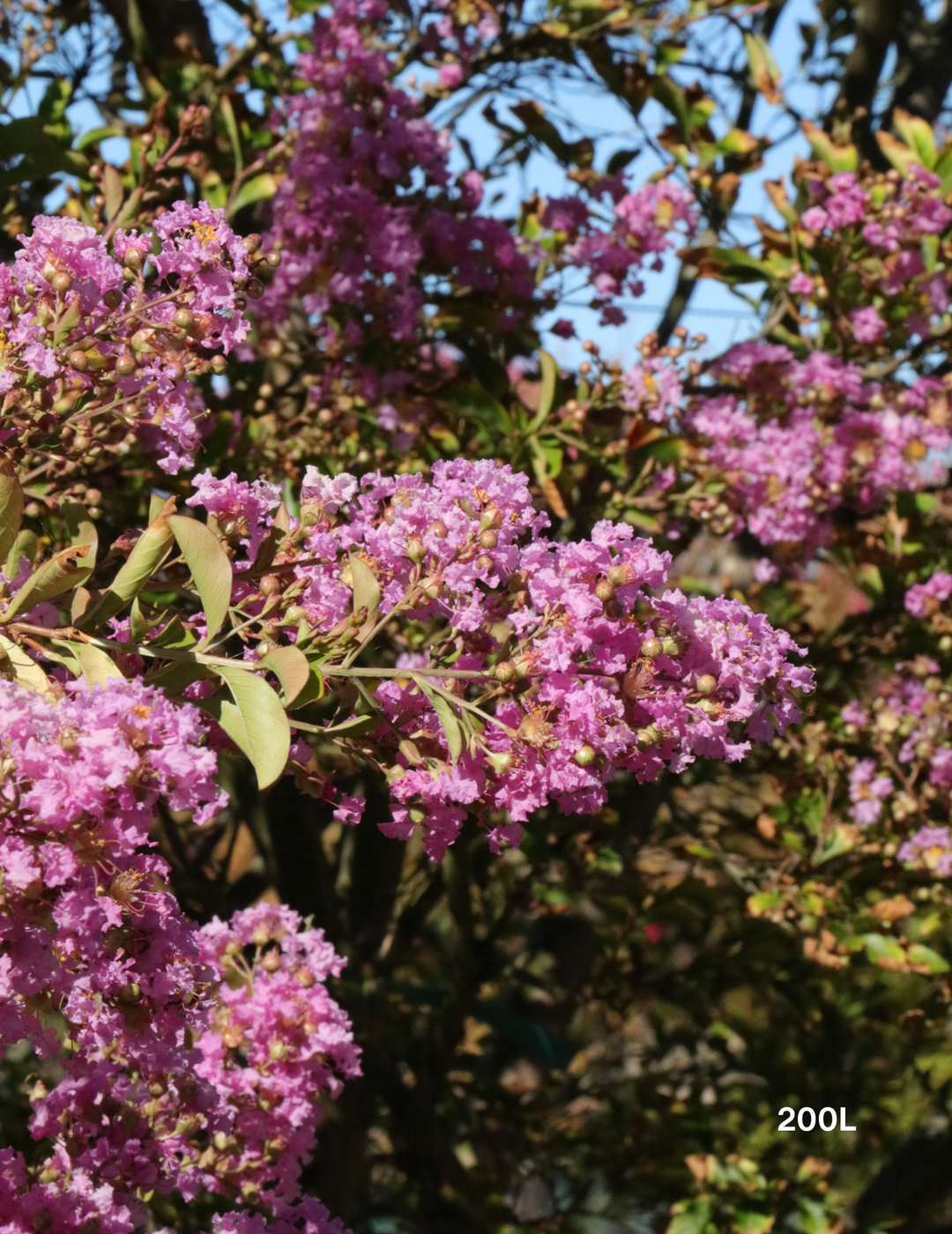 Lagerstroemia indica 'Lipan' (Soft Pink) - Evergreen Trees Direct