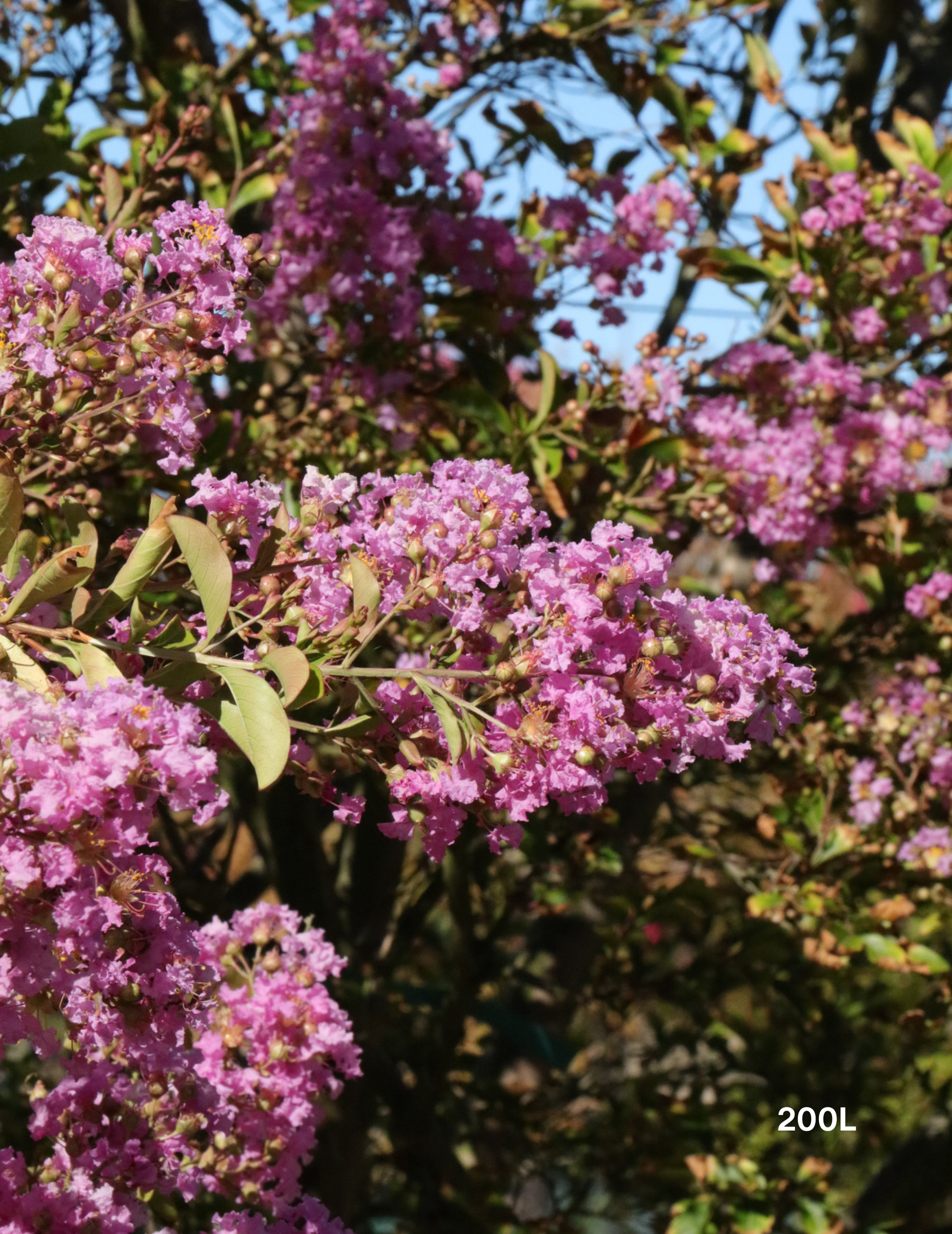 Lagerstroemia indica 'Lipan' (Soft Pink) - Evergreen Trees Direct