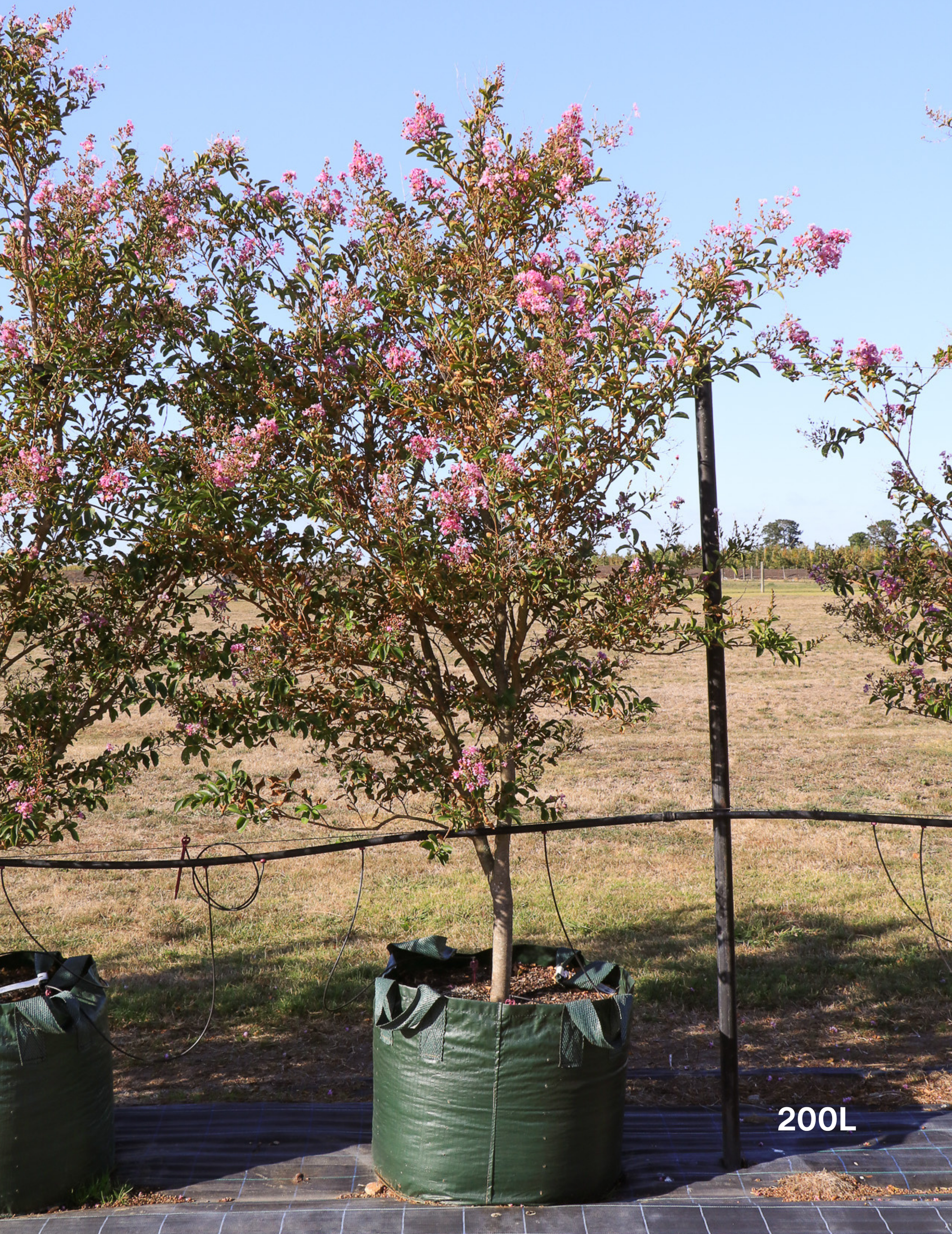 Lagerstroemia indica 'Lipan' (Soft Pink) - Evergreen Trees Direct