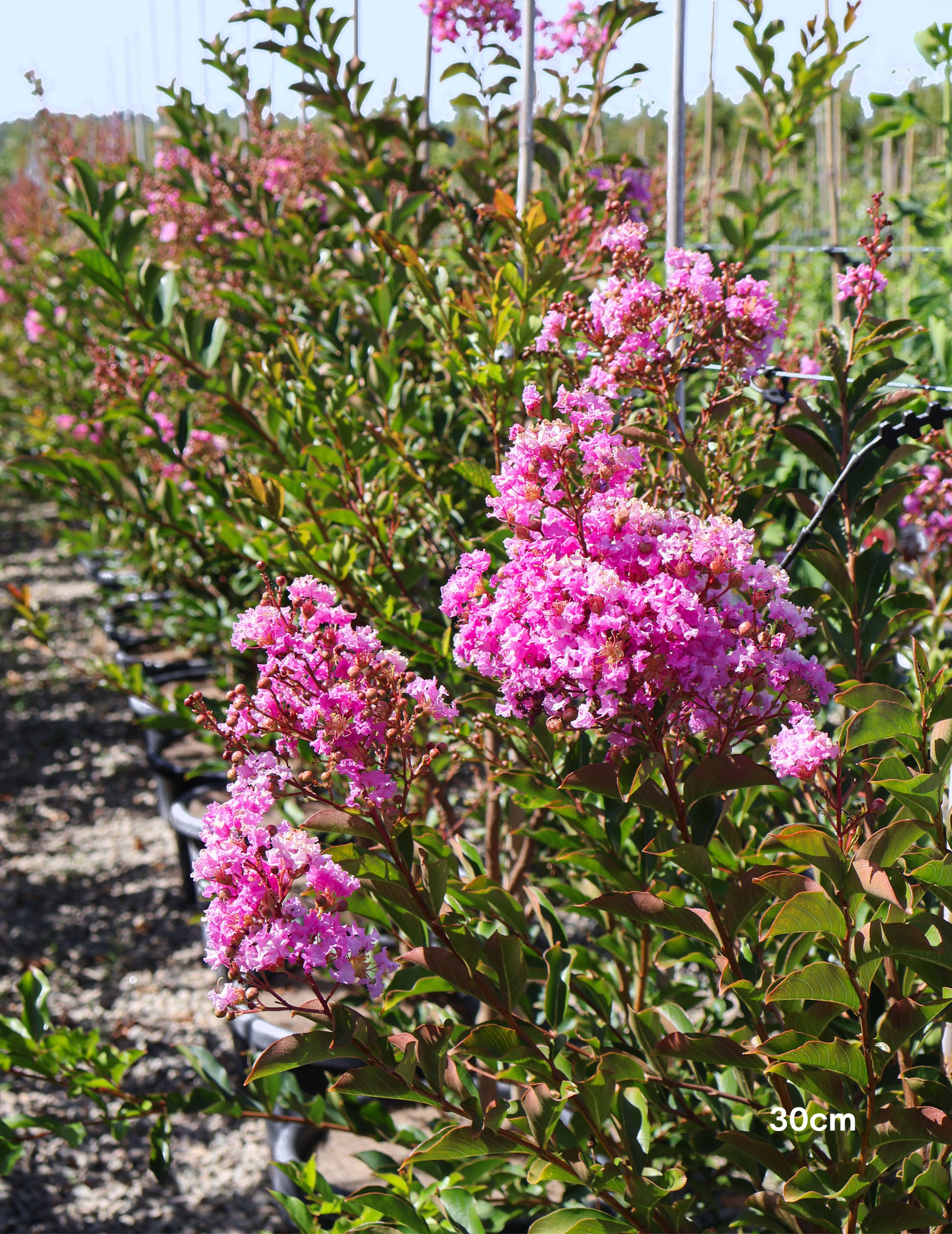 Lagerstroemia indica 'Lipan' (Soft Pink) - Evergreen Trees Direct