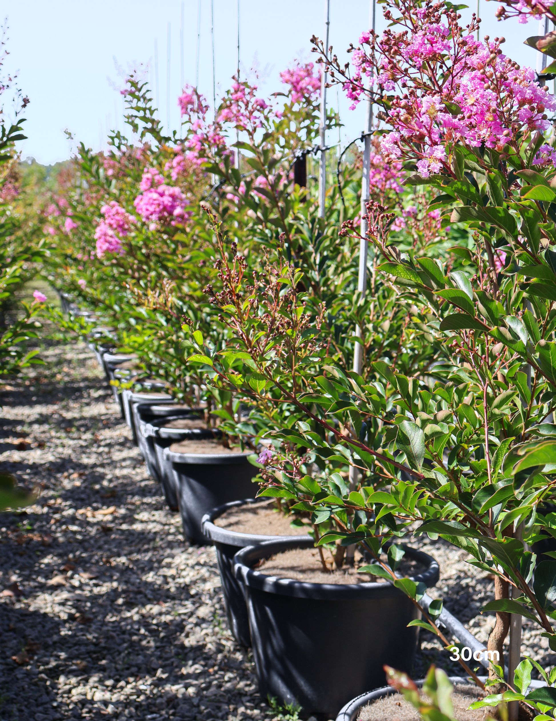 Lagerstroemia indica 'Lipan' (Soft Pink) - Evergreen Trees Direct