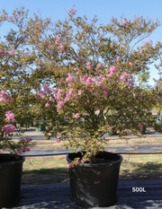 Lagerstroemia indica 'Lipan' (Soft Pink) - Evergreen Trees Direct