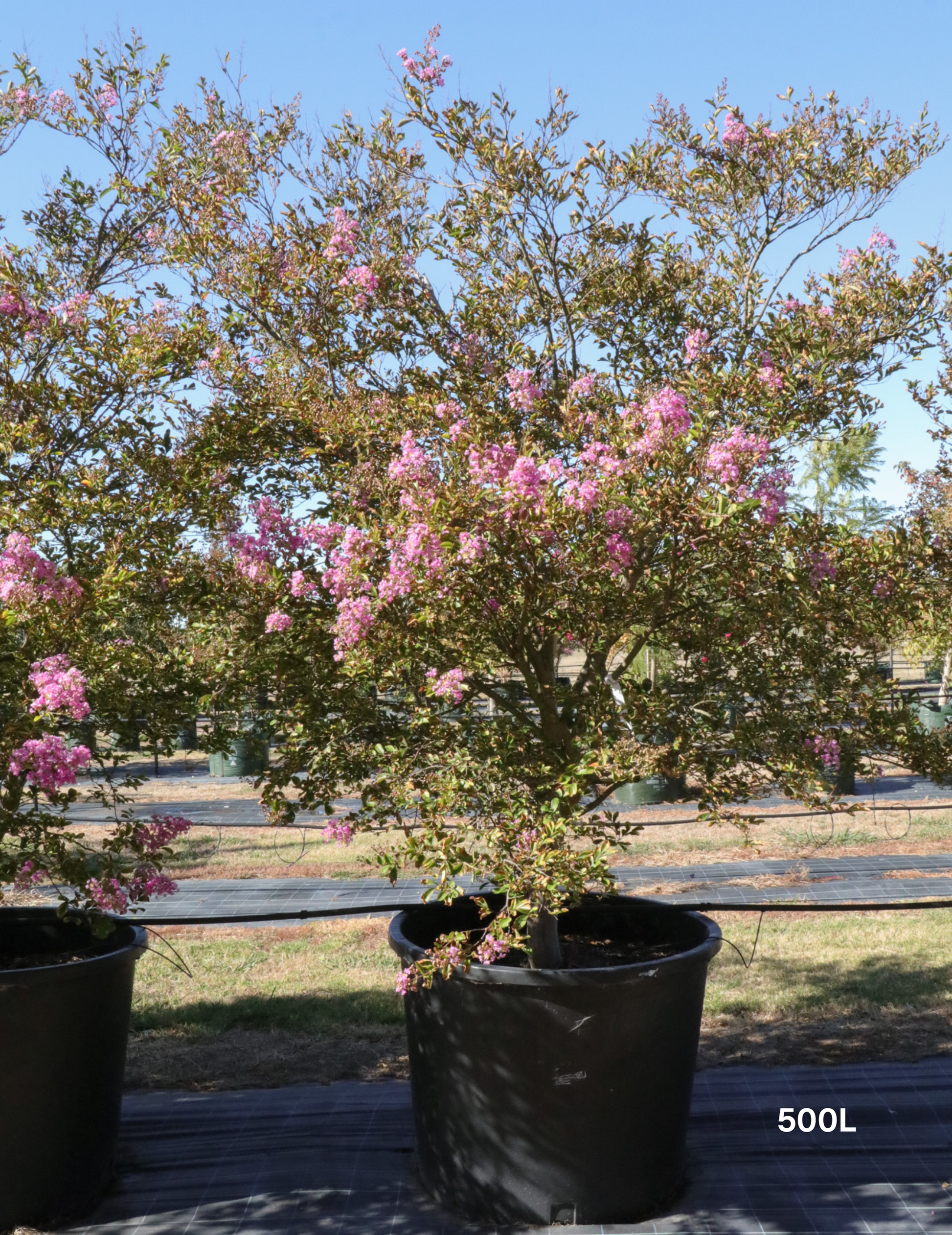 Lagerstroemia indica 'Lipan' (Soft Pink) - Evergreen Trees Direct