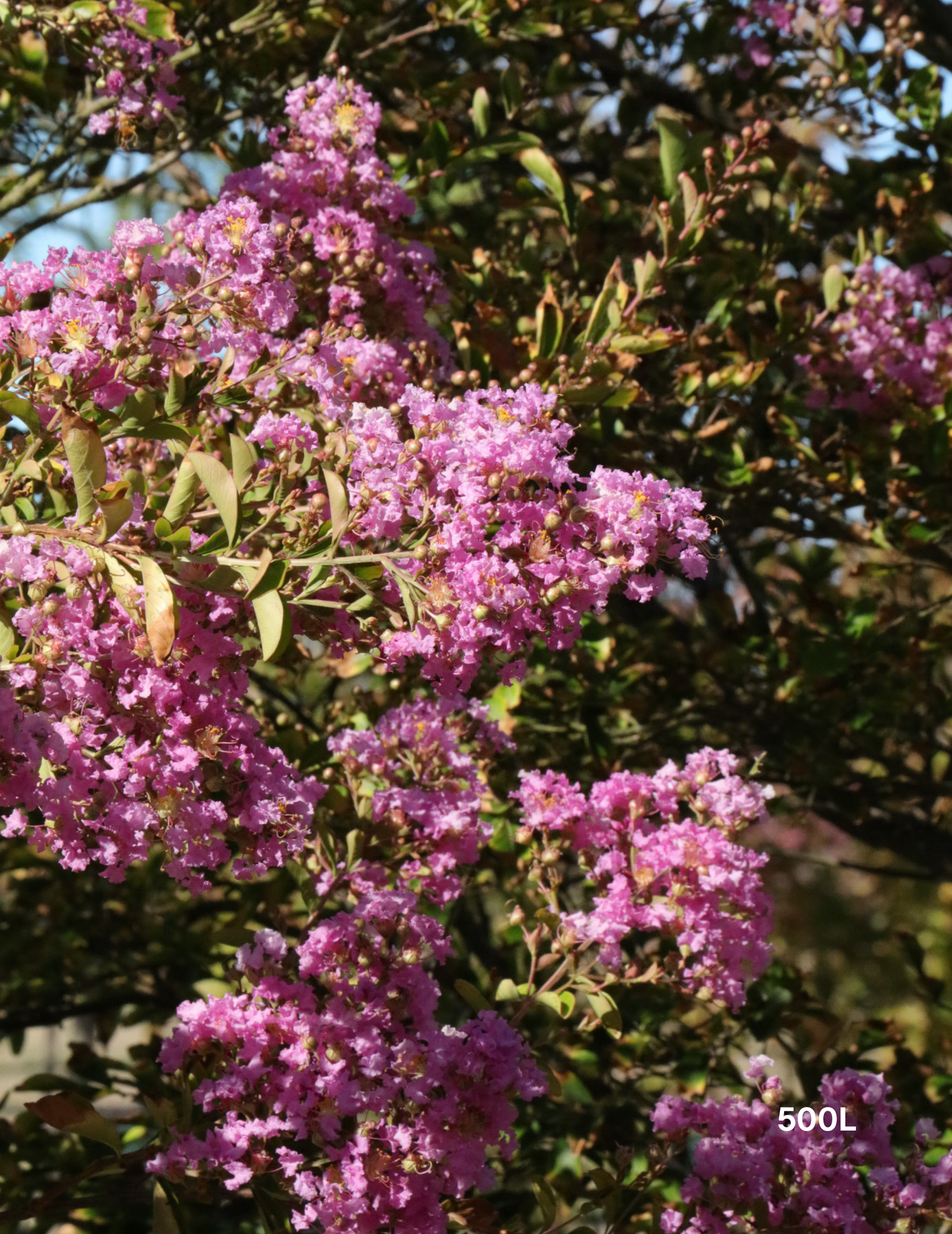 Lagerstroemia indica 'Lipan' (Soft Pink) - Evergreen Trees Direct