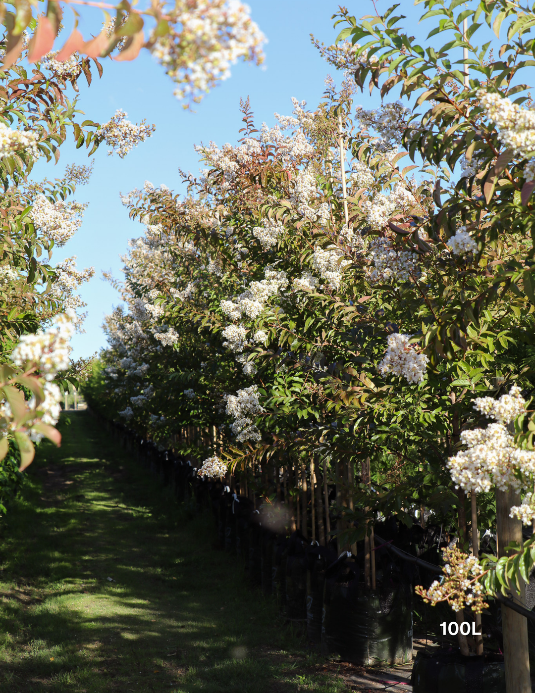 Lagerstroemia indica 'Natchez' (White) - Crepe Myrtle - Evergreen Trees Direct