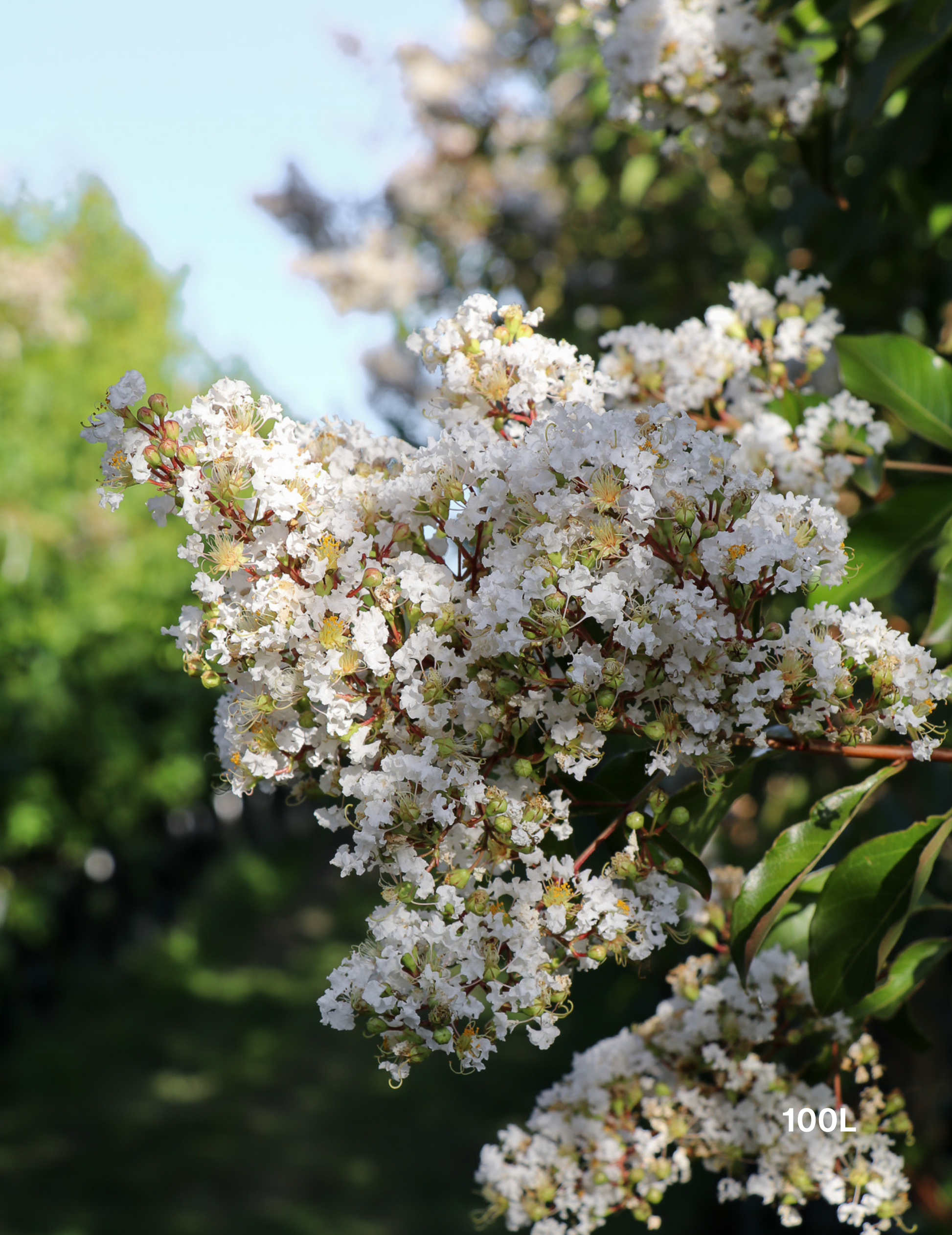 Lagerstroemia indica 'Natchez' (White) - Crepe Myrtle - Evergreen Trees Direct