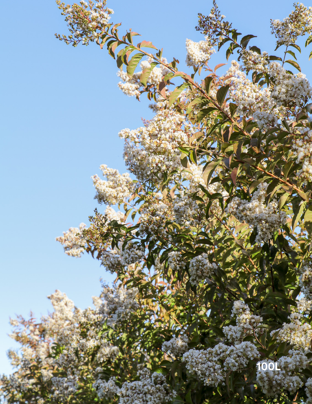 Lagerstroemia indica 'Natchez' (White) - Crepe Myrtle - Evergreen Trees Direct