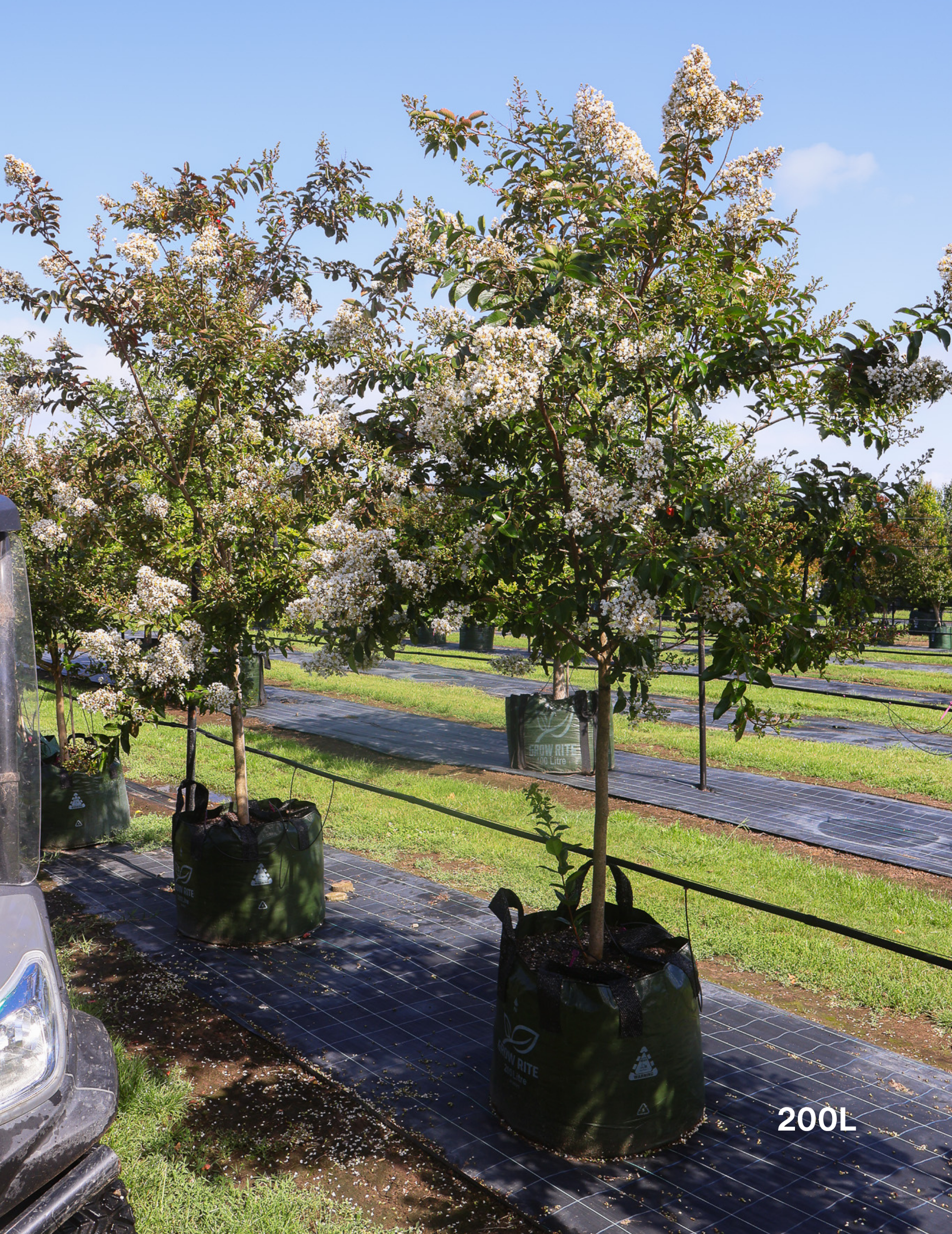 Lagerstroemia indica 'Natchez' (White) - Crepe Myrtle - Evergreen Trees Direct