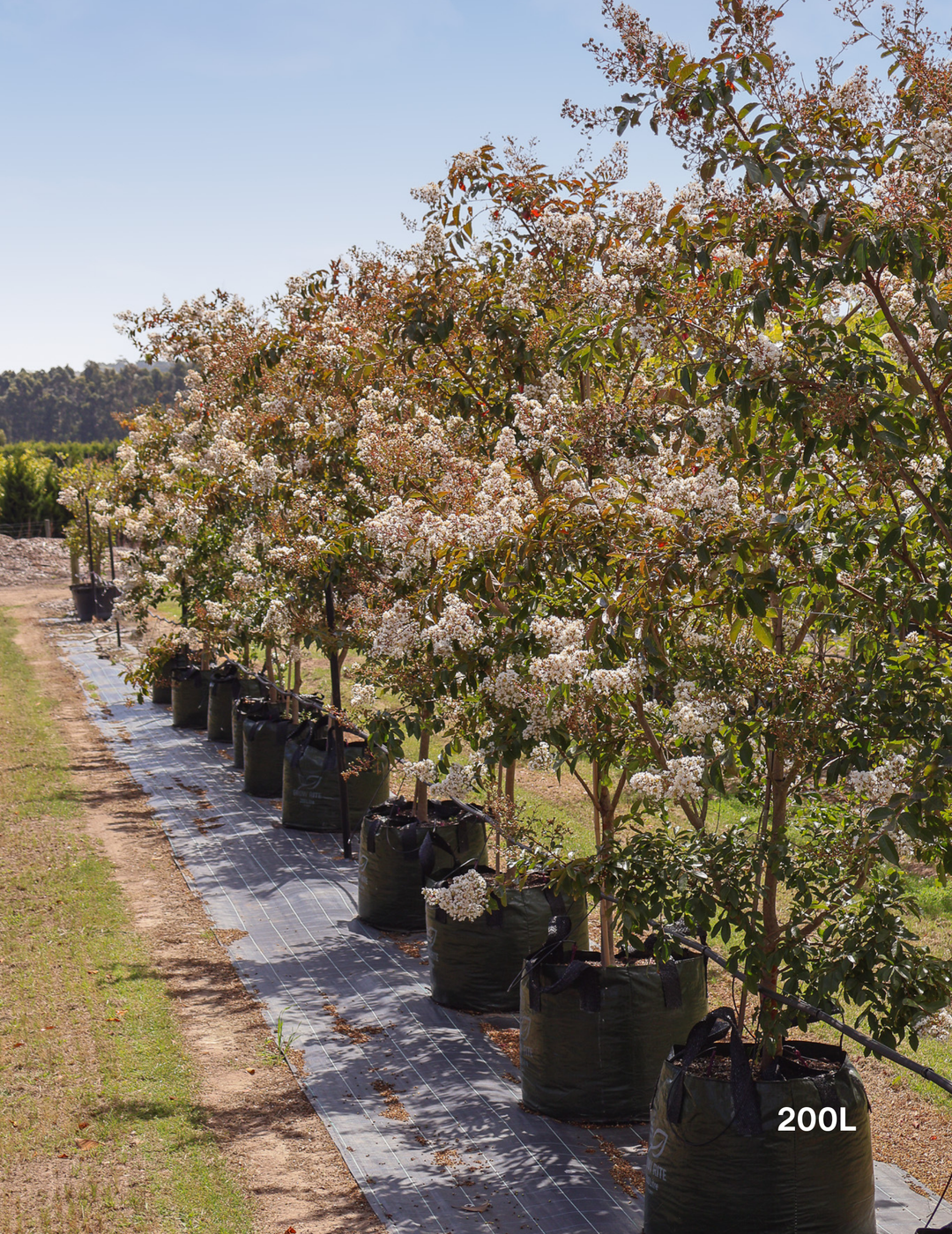 Lagerstroemia indica 'Natchez' (White) - Crepe Myrtle - Evergreen Trees Direct