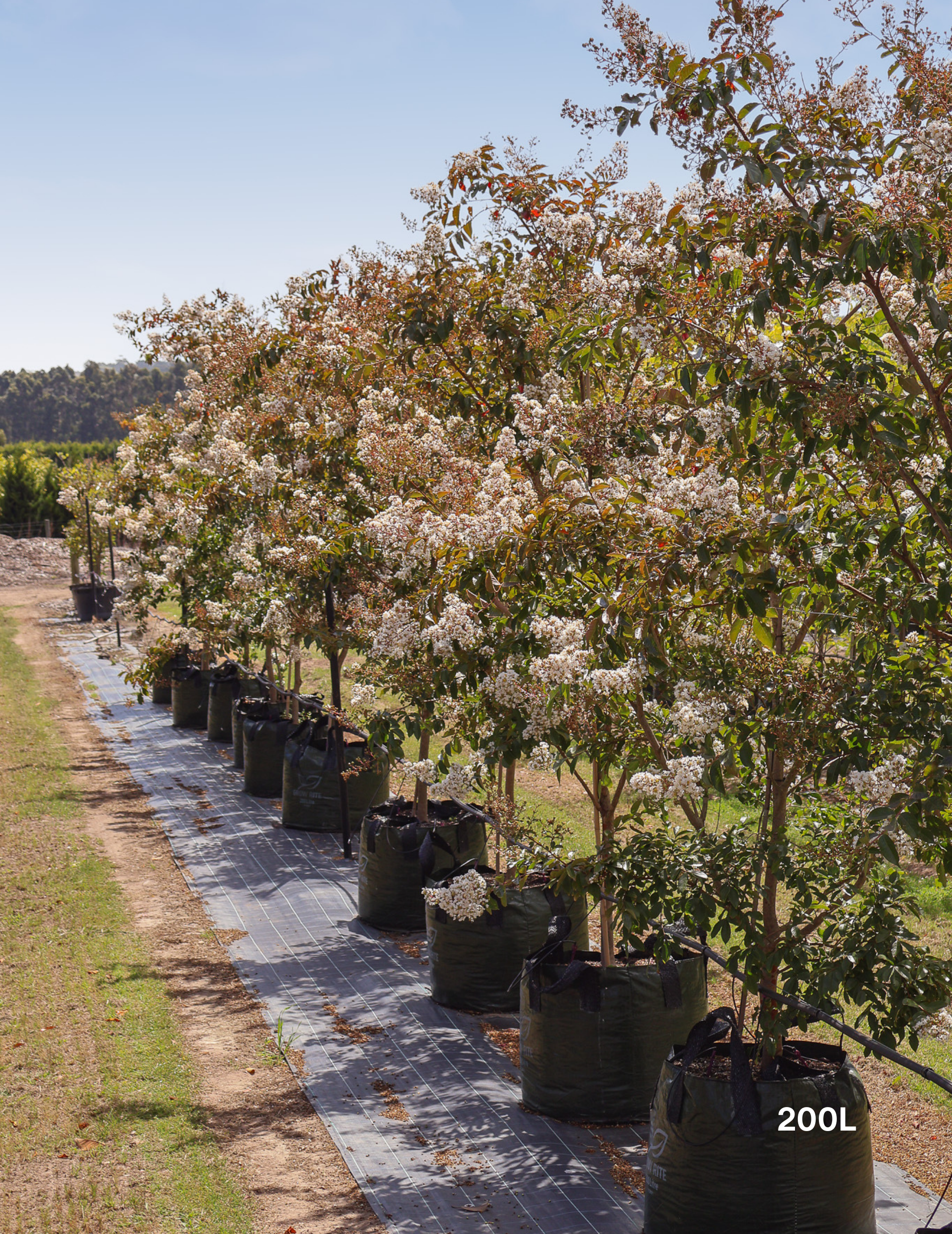 Lagerstroemia indica 'Natchez' (White) - Crepe Myrtle
