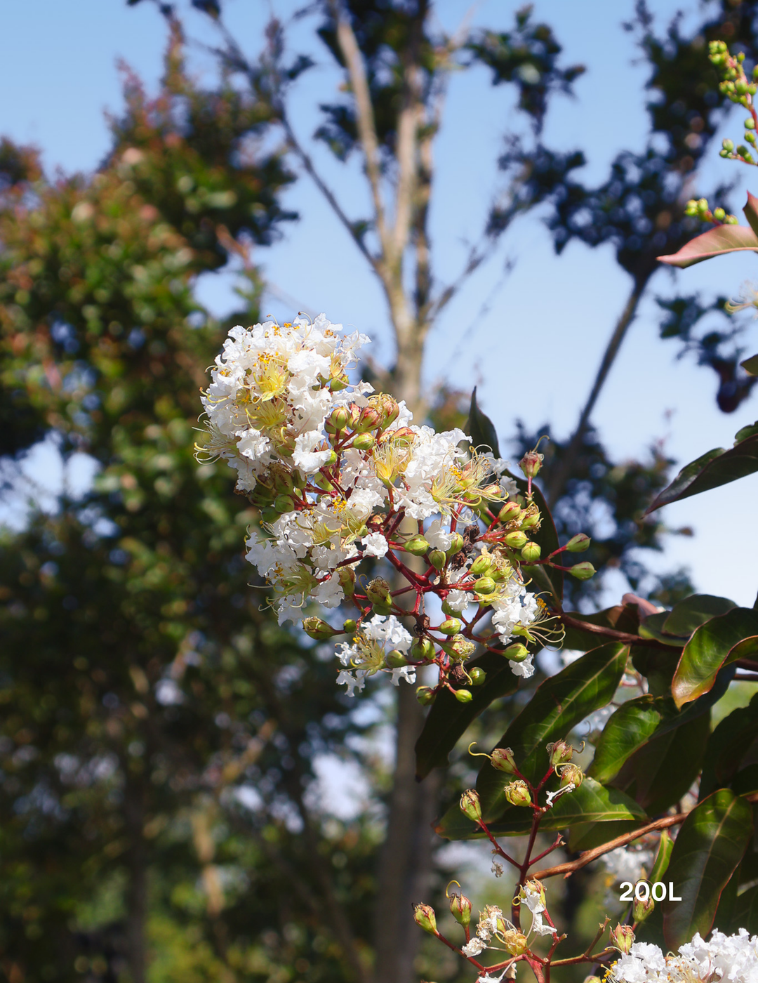 Lagerstroemia indica 'Natchez' (White) - Crepe Myrtle - Evergreen Trees Direct