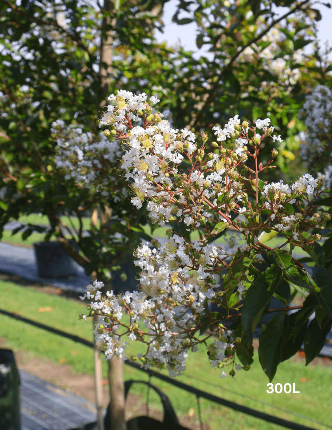 Best Screening Trees for Privacy All Year Round | Evergreen Trees Direct