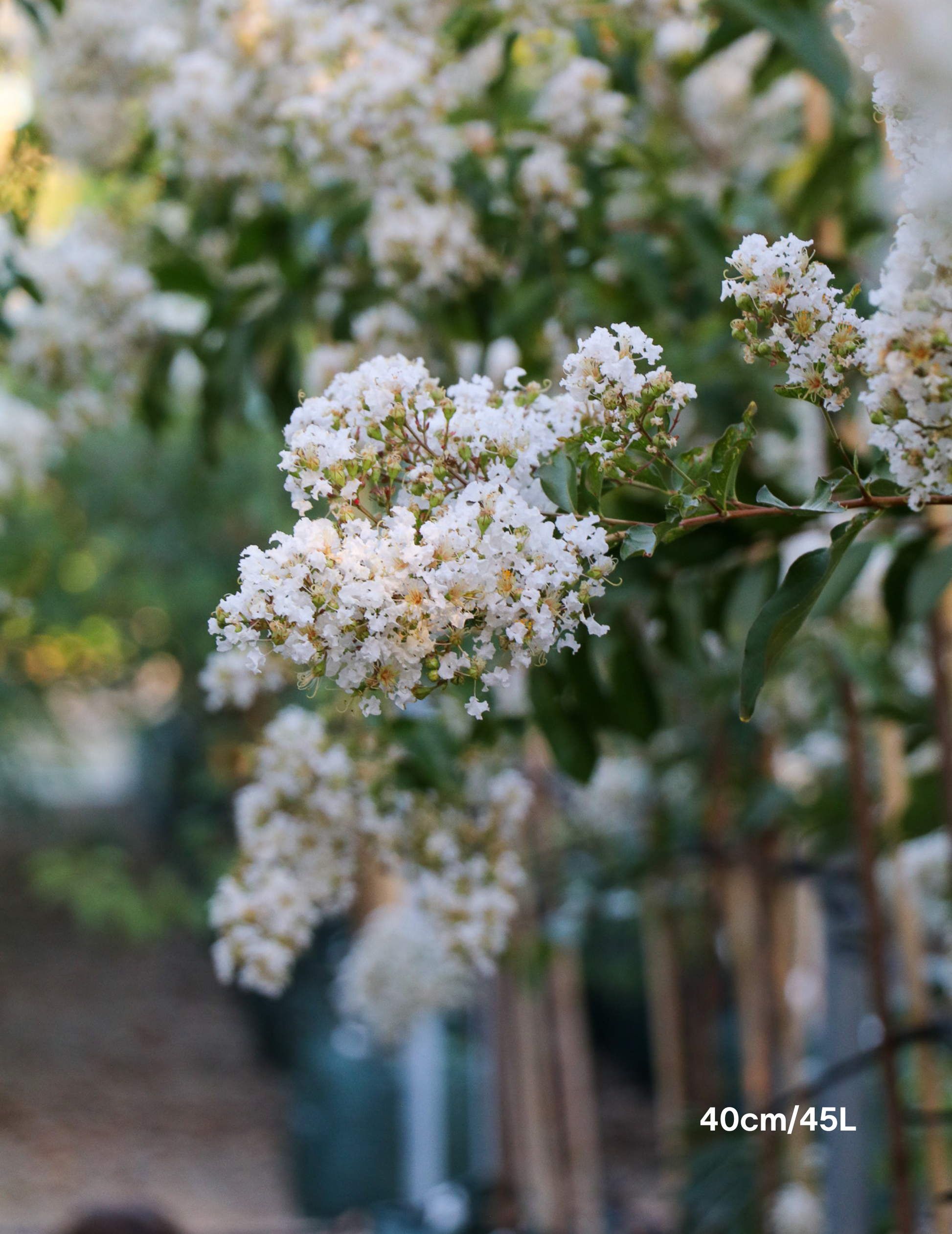 Lagerstroemia indica 'Natchez' (White) - Crepe Myrtle - Evergreen Trees Direct