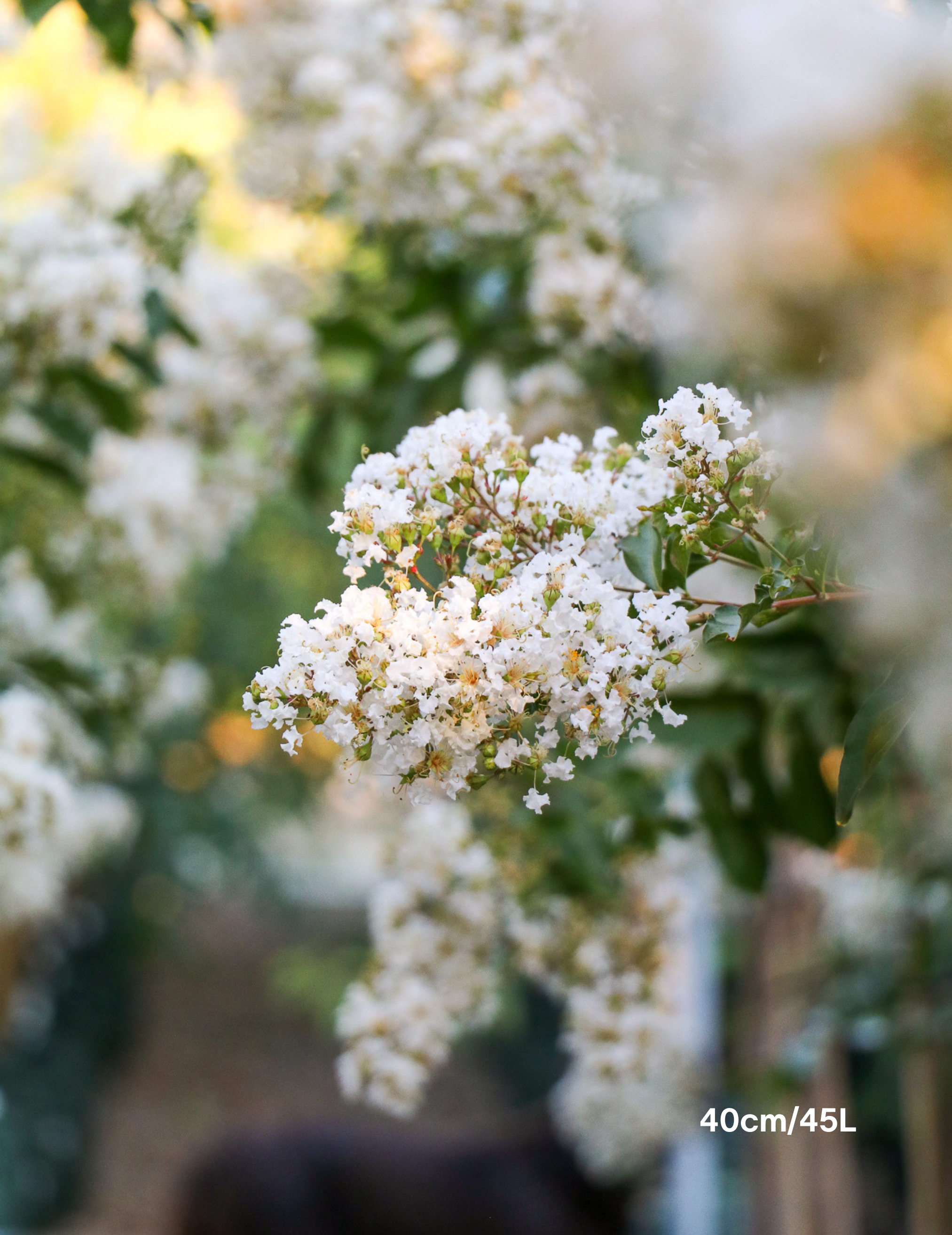 Lagerstroemia indica 'Natchez' (White) - Crepe Myrtle