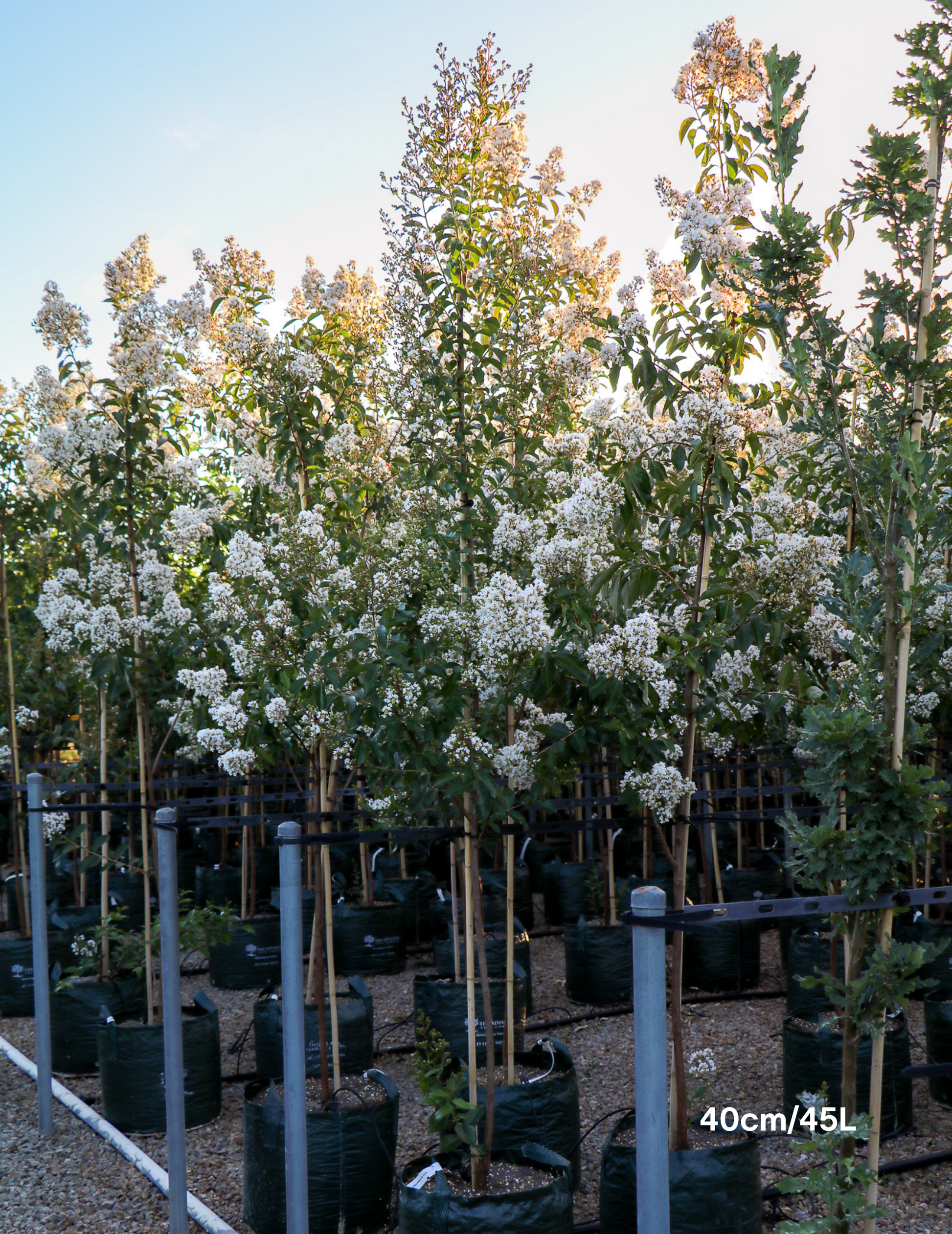 Lagerstroemia indica 'Natchez' (White) - Crepe Myrtle - Evergreen Trees Direct