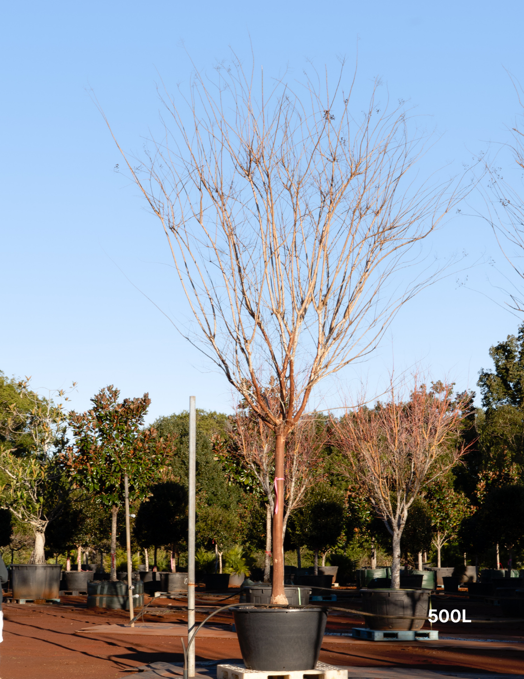 Lagerstroemia indica 'Natchez' (White) - Crepe Myrtle