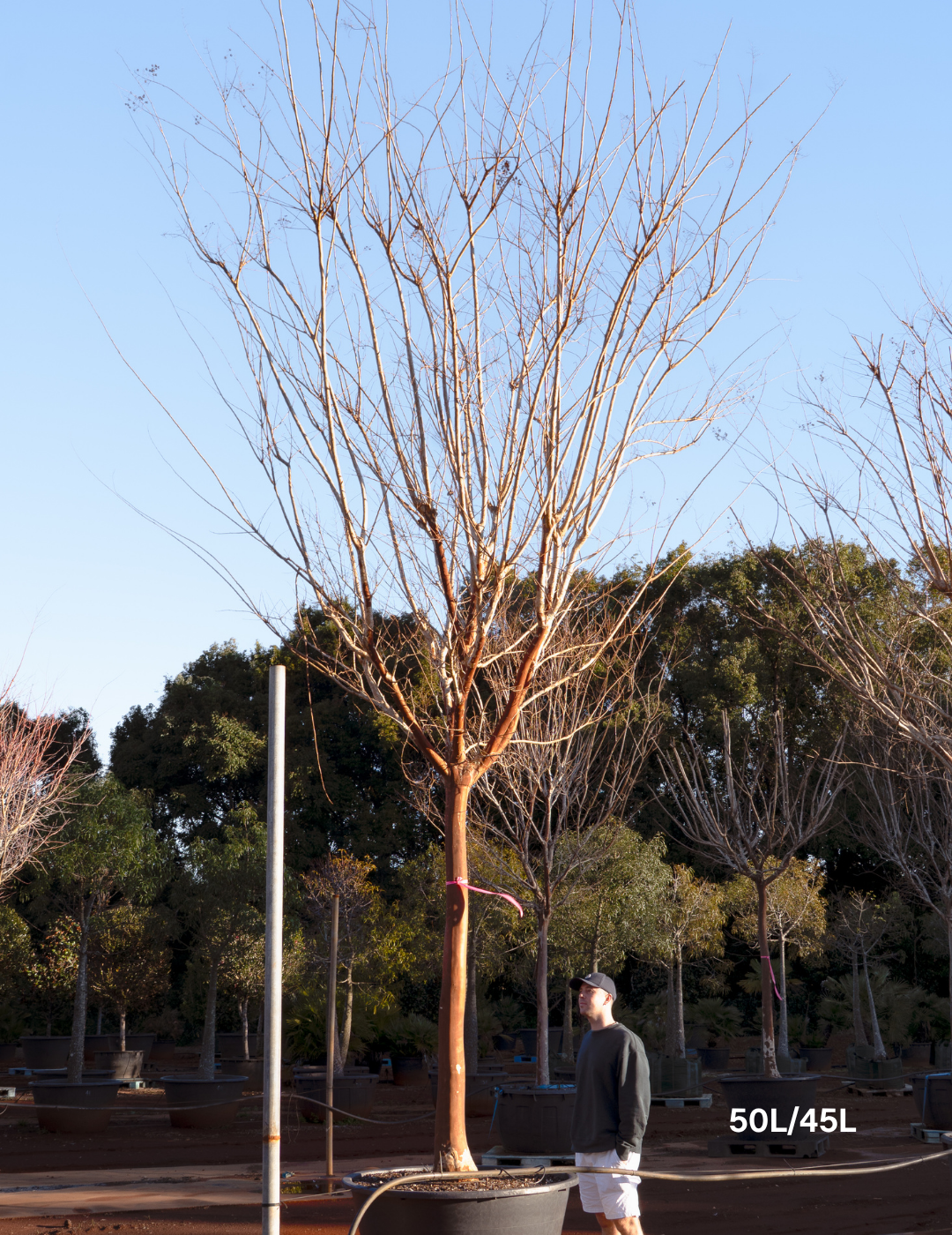 Lagerstroemia indica 'Natchez' (White) - Crepe Myrtle