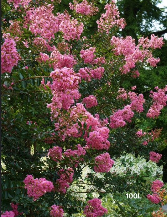 Lagerstroemia indica 'Sioux' (Fuschia Pink)