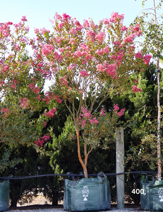 Lagerstroemia indica 'Sioux' (Fuschia Pink)
