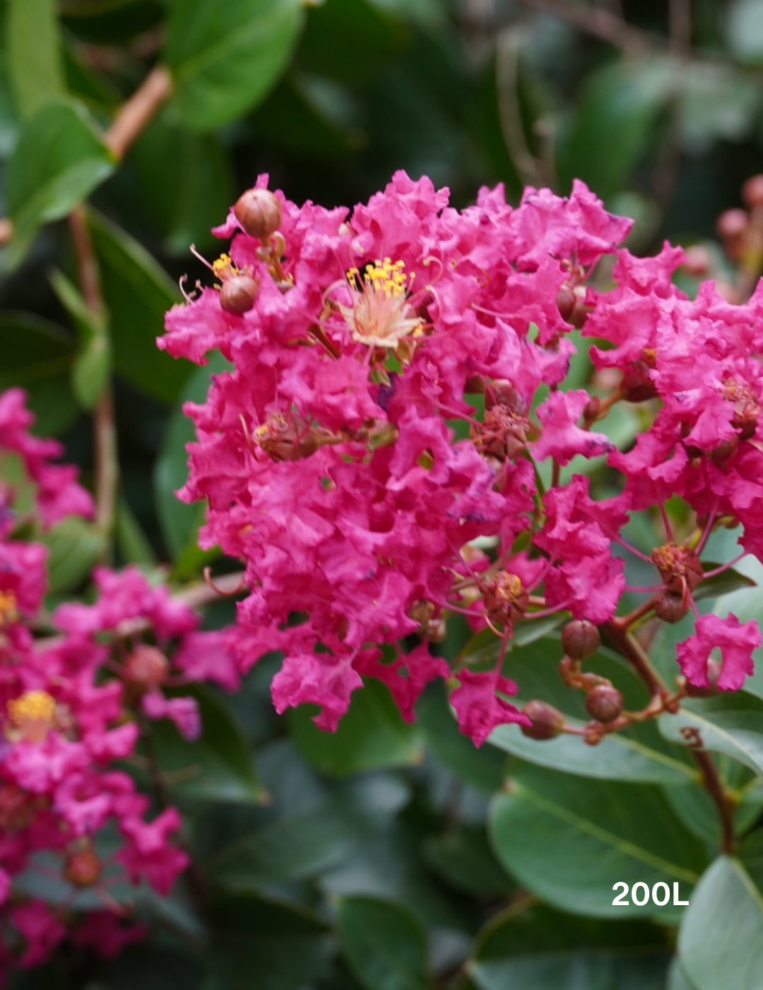 Lagerstroemia indica 'Tonto'