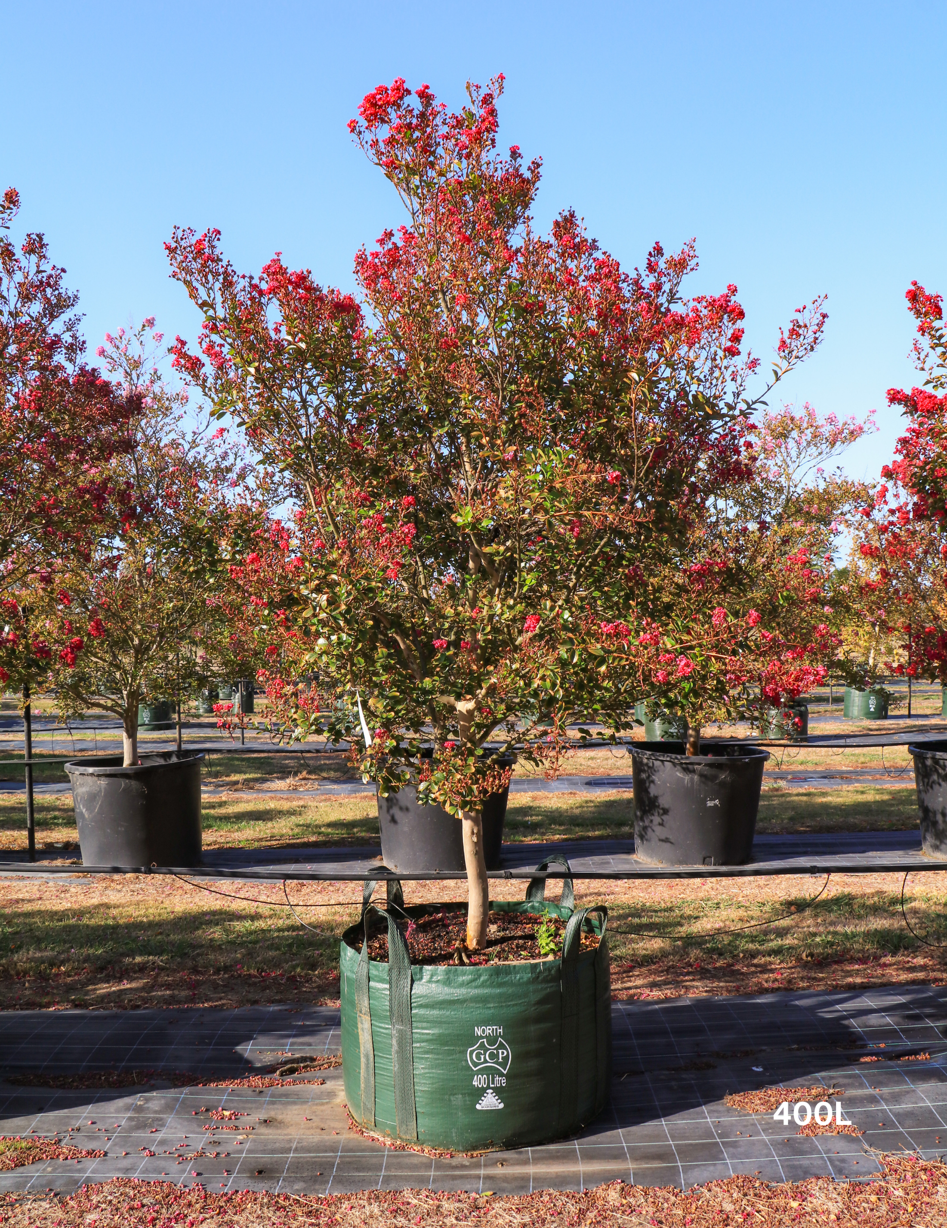 Lagerstroemia indica 'Tonto' (Vibrant Pink) - Evergreen Trees Direct