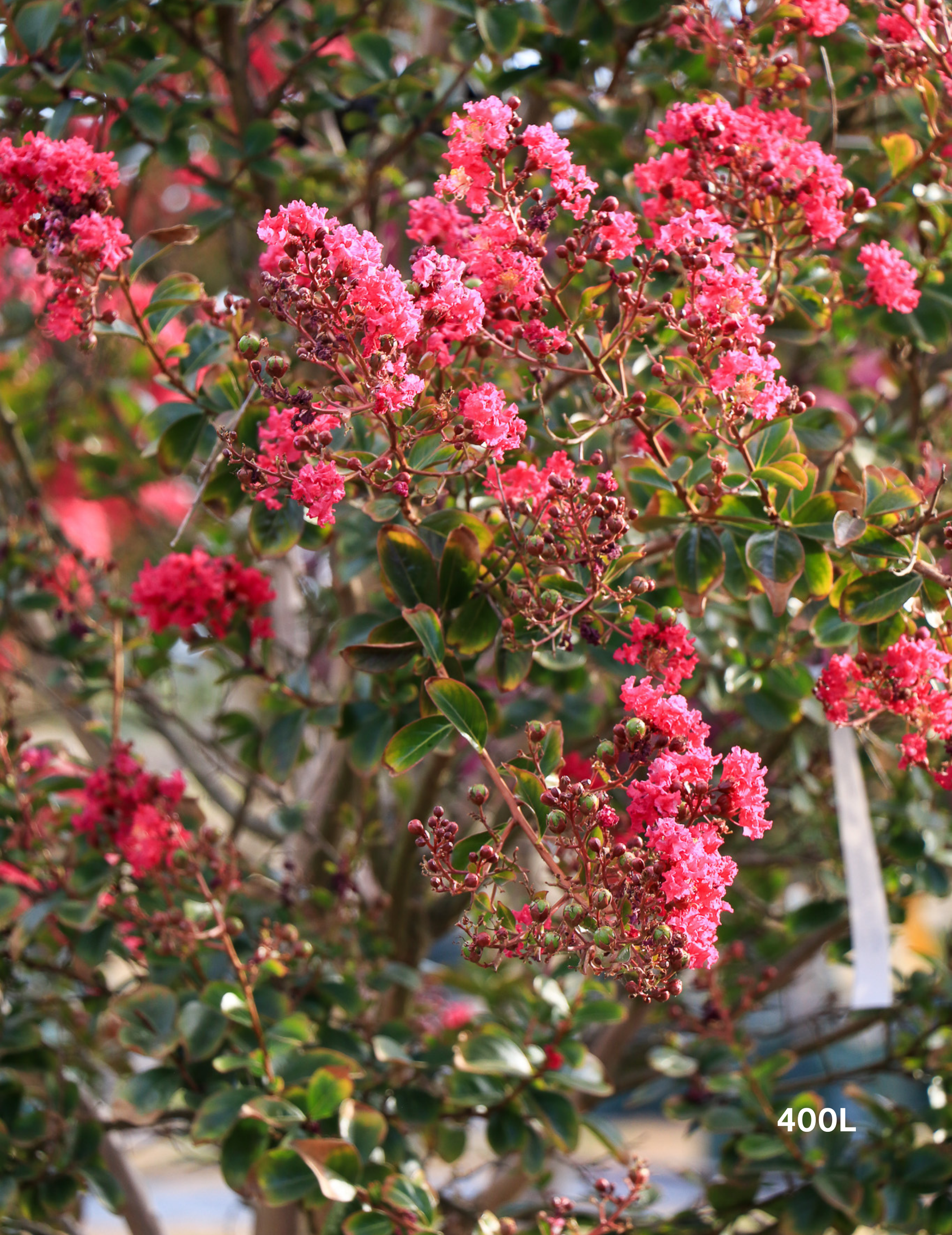 Lagerstroemia indica 'Tonto' (Vibrant Pink) - Evergreen Trees Direct