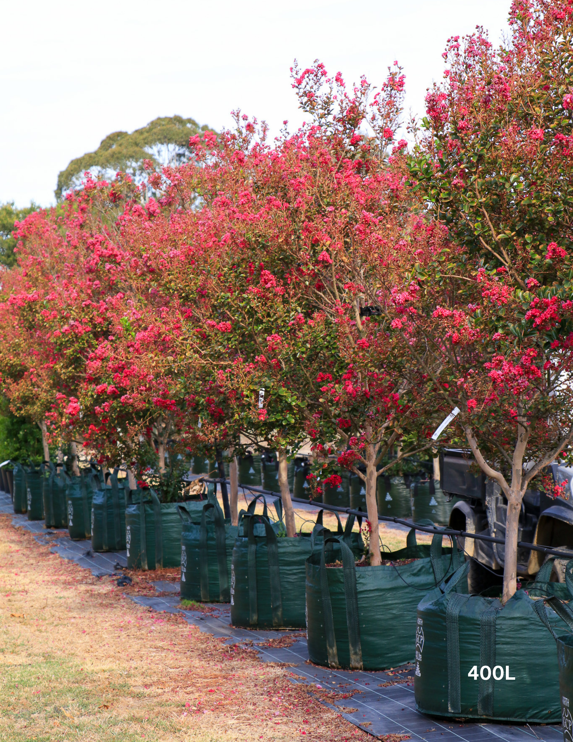 Lagerstroemia indica 'Tonto' (Vibrant Pink) - Evergreen Trees Direct
