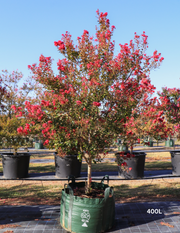 Lagerstroemia indica 'Tonto' (Vibrant Pink) - Evergreen Trees Direct