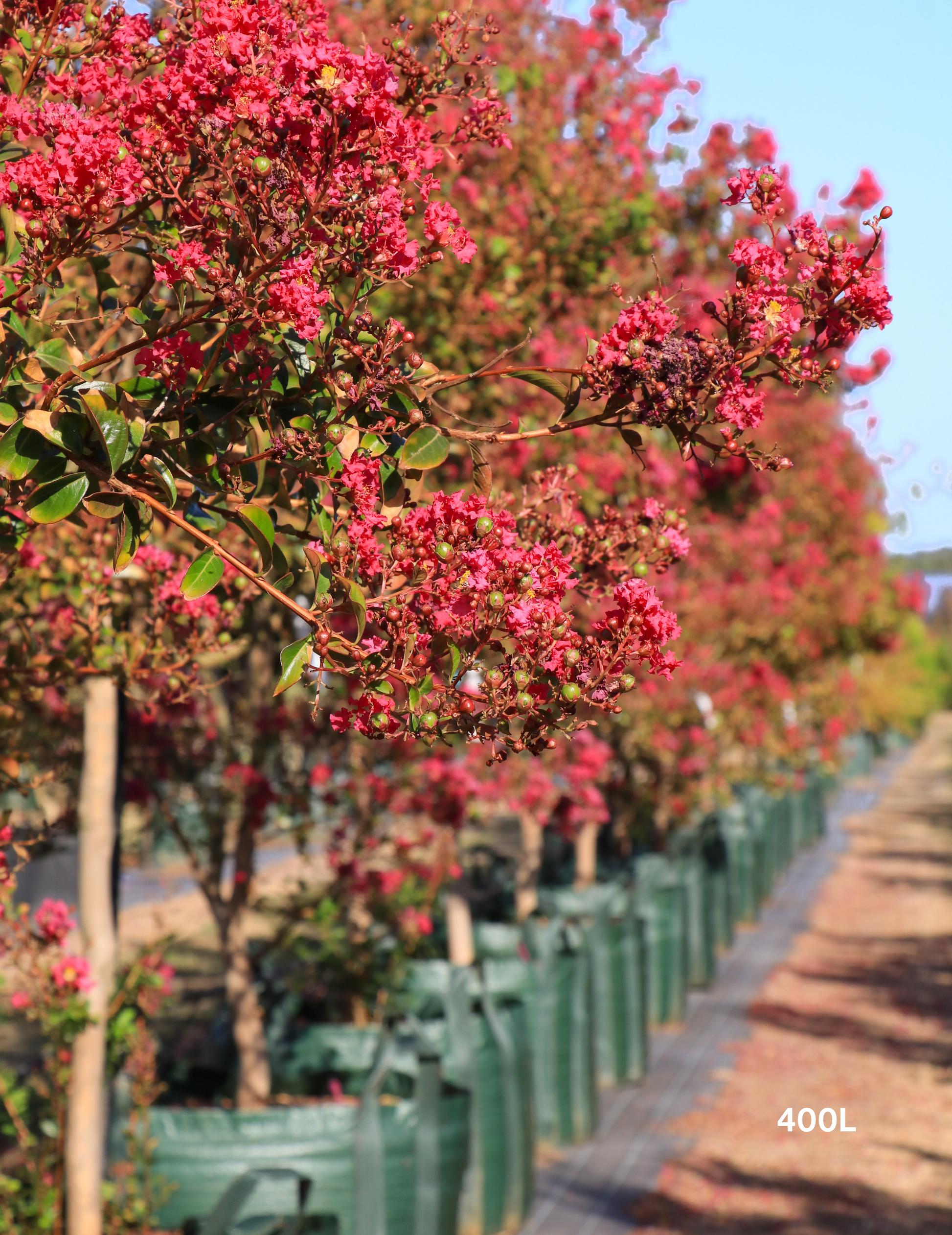 Lagerstroemia indica 'Tonto' (Vibrant Pink) - Evergreen Trees Direct