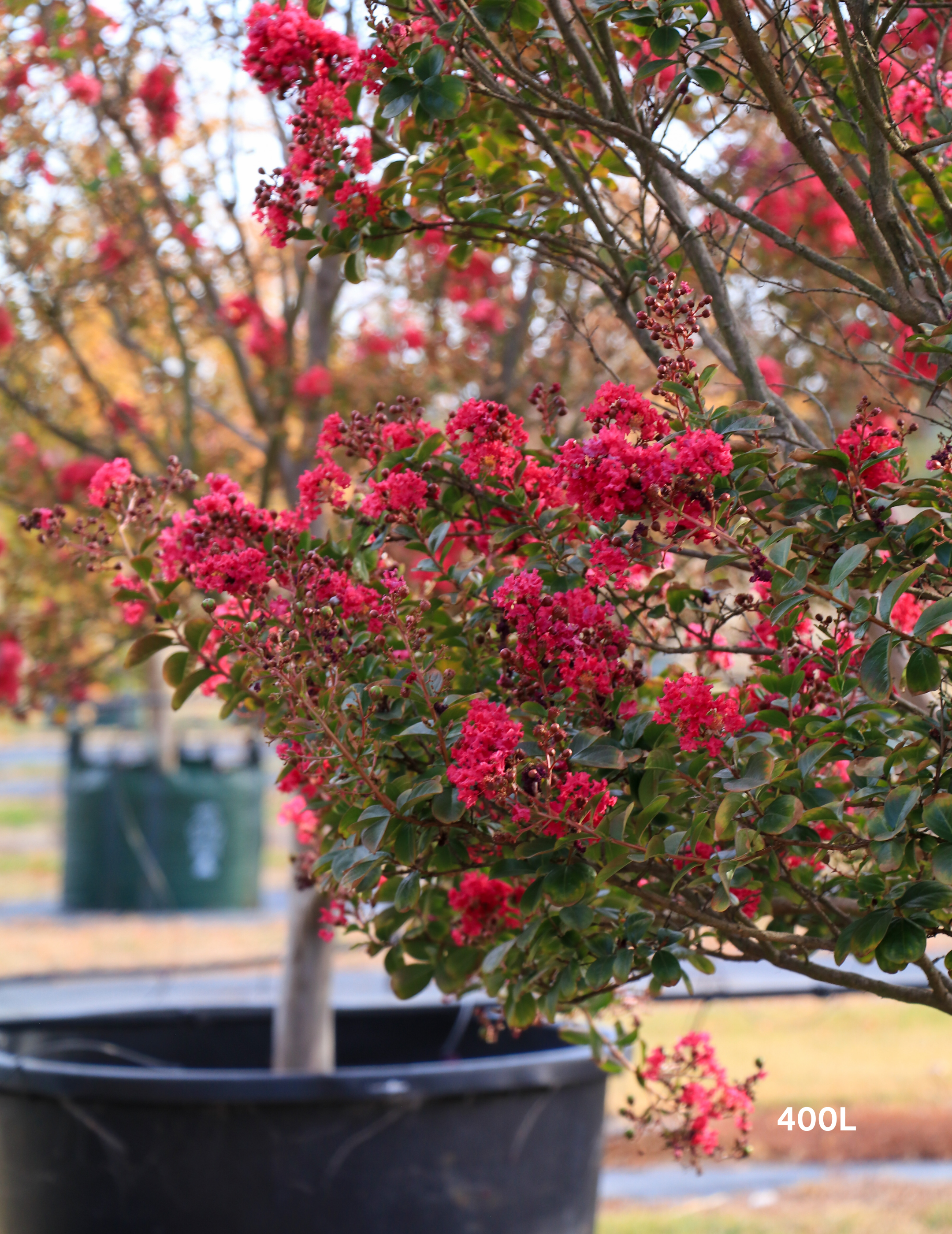 Lagerstroemia indica 'Tonto' (Vibrant Pink) - Evergreen Trees Direct