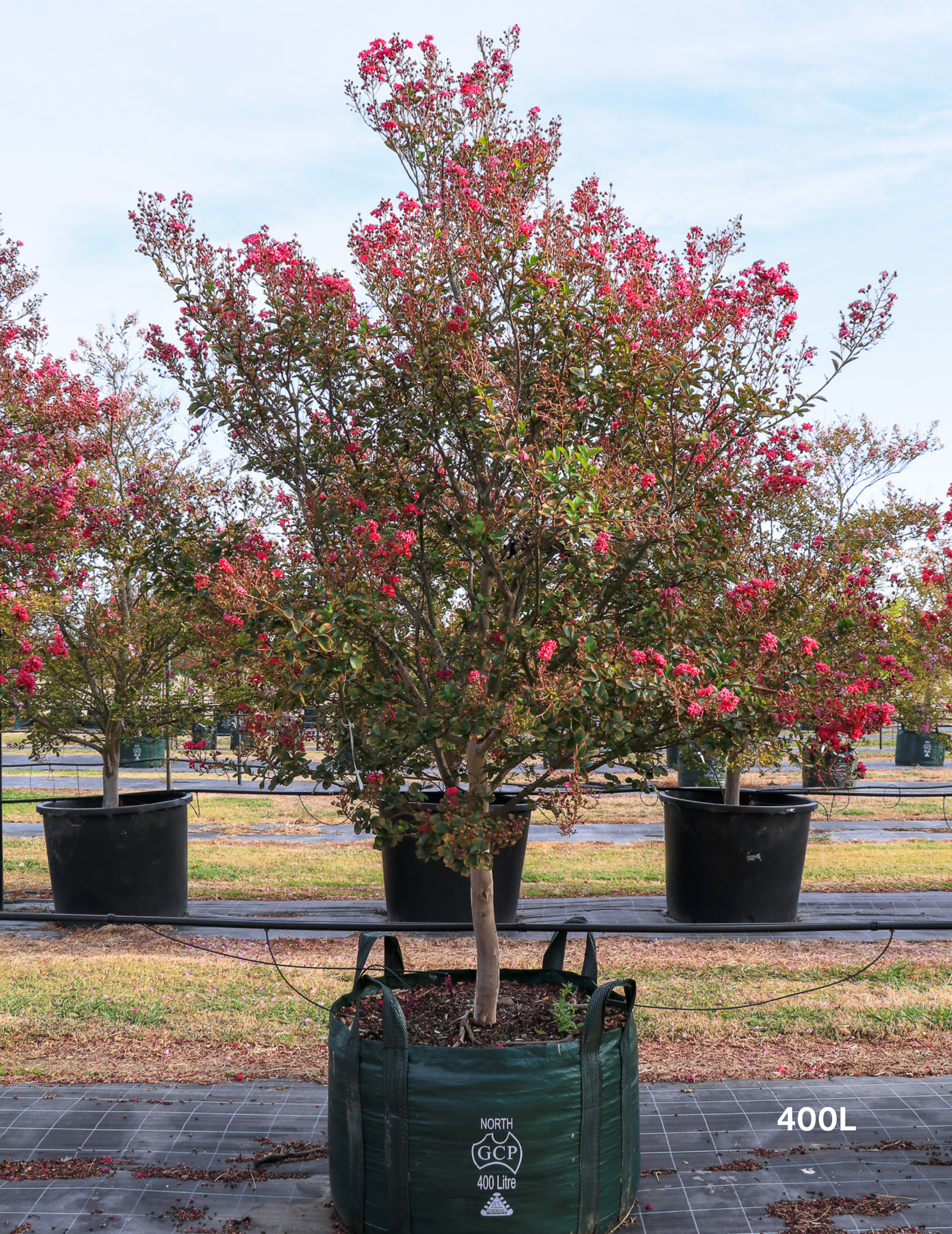 Lagerstroemia indica 'Tonto' (Vibrant Pink) - Evergreen Trees Direct