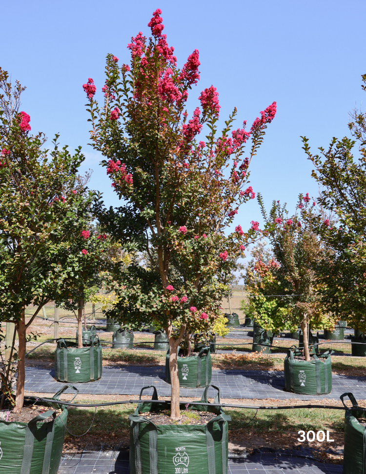 Lagerstroemia indica 'Tuscarora' - Crepe Myrtle