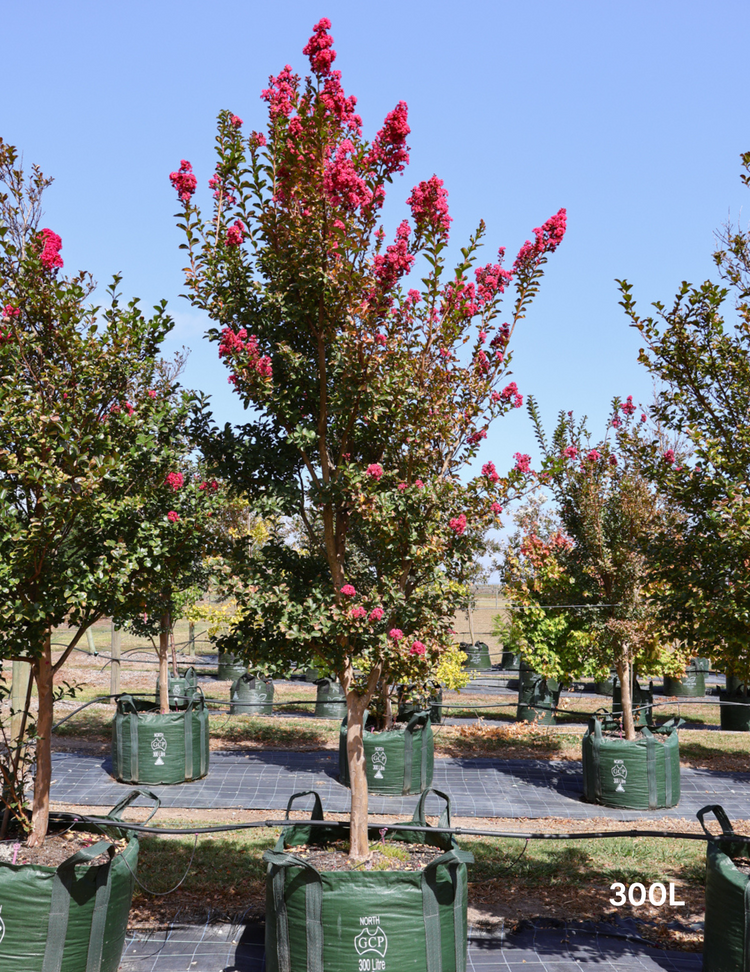 Lagerstroemia indica 'Tuscarora' (Dark Pink)