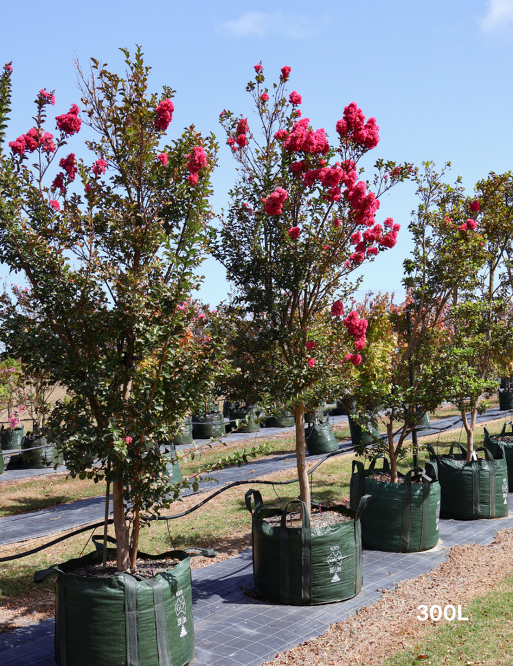 Lagerstroemia indica 'Tuscarora' - Crepe Myrtle