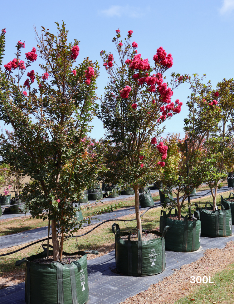 Lagerstroemia indica 'Tuscarora' (Dark Pink)