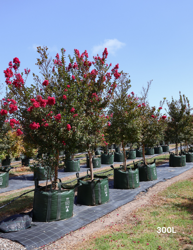 Lagerstroemia indica 'Tuscarora' - Crepe Myrtle