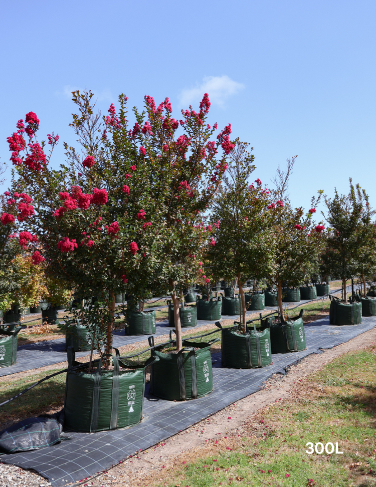 Lagerstroemia indica 'Tuscarora' (Dark Pink)