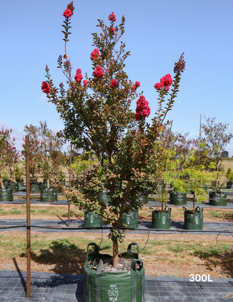 Lagerstroemia indica 'Tuscarora' - Crepe Myrtle