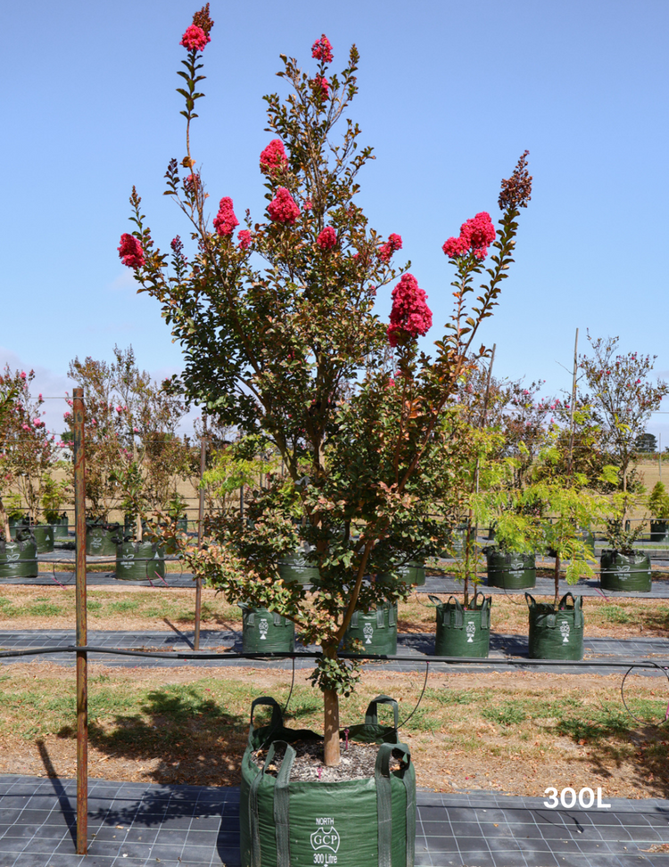 Lagerstroemia indica 'Tuscarora' (Dark Pink)